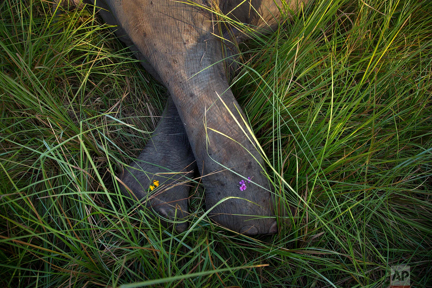 Flowers placed by villagers are seen on the carcass of one among two endangered Asian elephants that were hit and killed by a passenger train near a railway track in Thakur Kuchi village on the outskirts of Gauhati, Assam state, India, Sunday, Nov. 19, 2017. Wildlife warden Prodipta Baruah says the elephants were part of a herd of about 15 that had ventured into the area in search of food before dawn Sunday. (AP Photo/Anupam Nath)