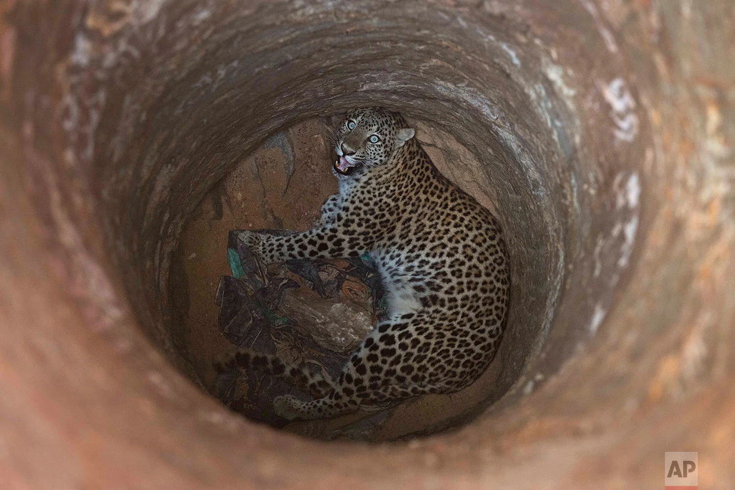 A full grown female leopard looks up from inside a deep well that it fell into near a residential area on a hill on the outskirts of Gauhati, India, Wednesday, Dec.13, 2017. Veterinarian and forest officials tranquilized and rescued the leopard before sending it to the state zoological park in Gauhati. (AP Photo/Anupam Nath)