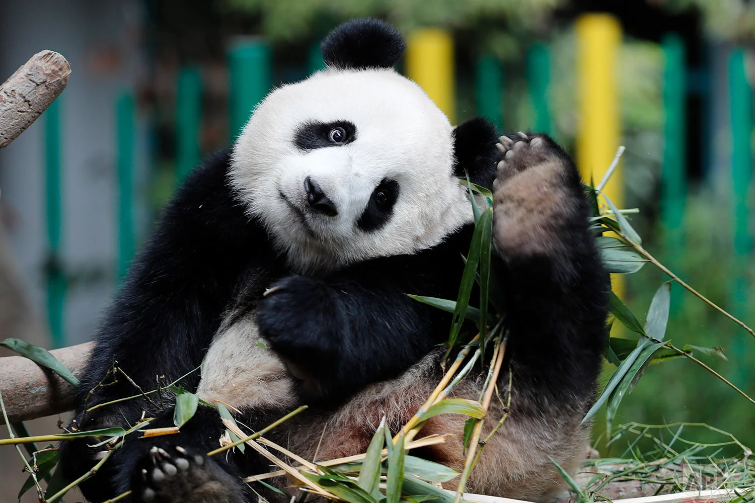 Two years old female giant panda cub Nuan Nuan, scratch her head at the Giant Panda Conservation Center in Kuala Lumpur, Malaysia, Thursday, Oct. 5, 2017. The cub, the offspring of Xing Xing and Liang Liang, two giant pandas on loan to Malaysia from China in 2014, will return to China on Nov. 14. (AP Photo/Vincent Thian)