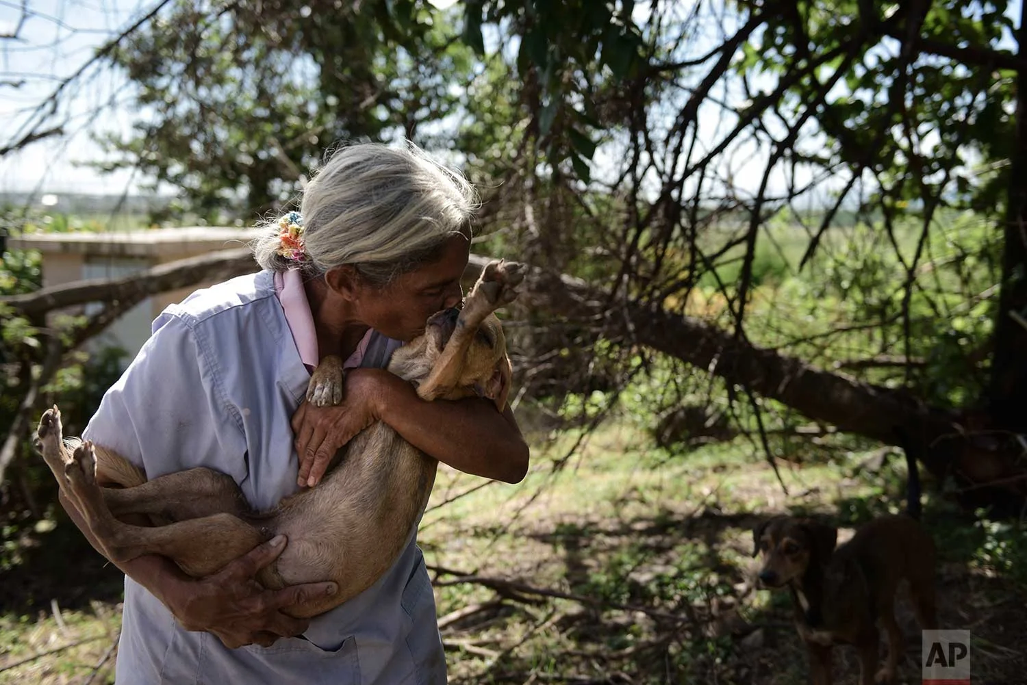 In this Friday, Dec. 15, 2017 photo, Carmen Cintron, founder of Canita Sanctuary that protects abandoned animals from being euthanized, nuzzles one of her rescue dogs in Guayama, Puerto Rico. (AP Photo/Carlos Giusti)