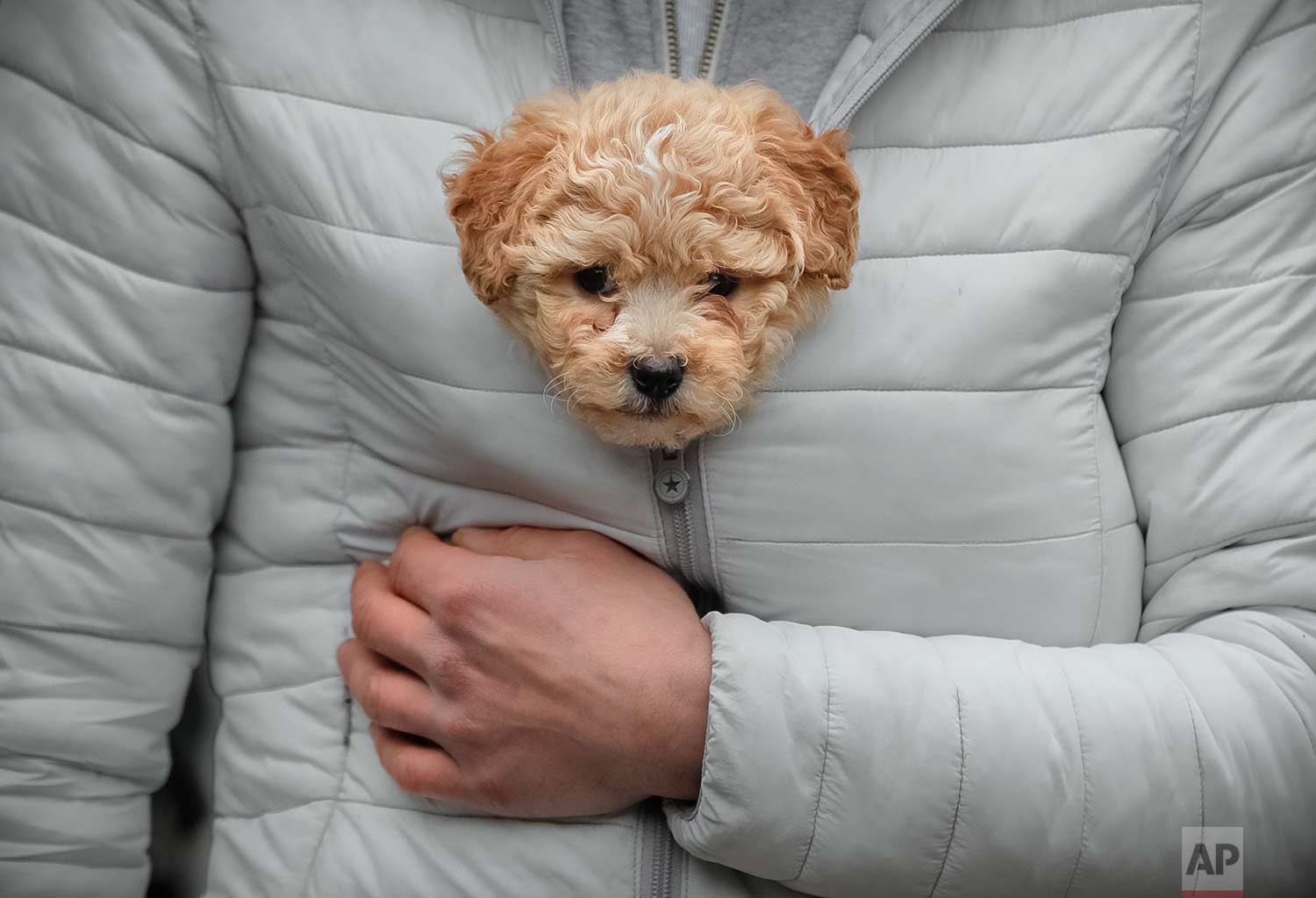  A man keeps a puppy warm in his jacket while watching a New Year's parade in Comanesti, northern Romania, Saturday, Dec. 30, 2017. (AP Photo/Vadim Ghirda) 