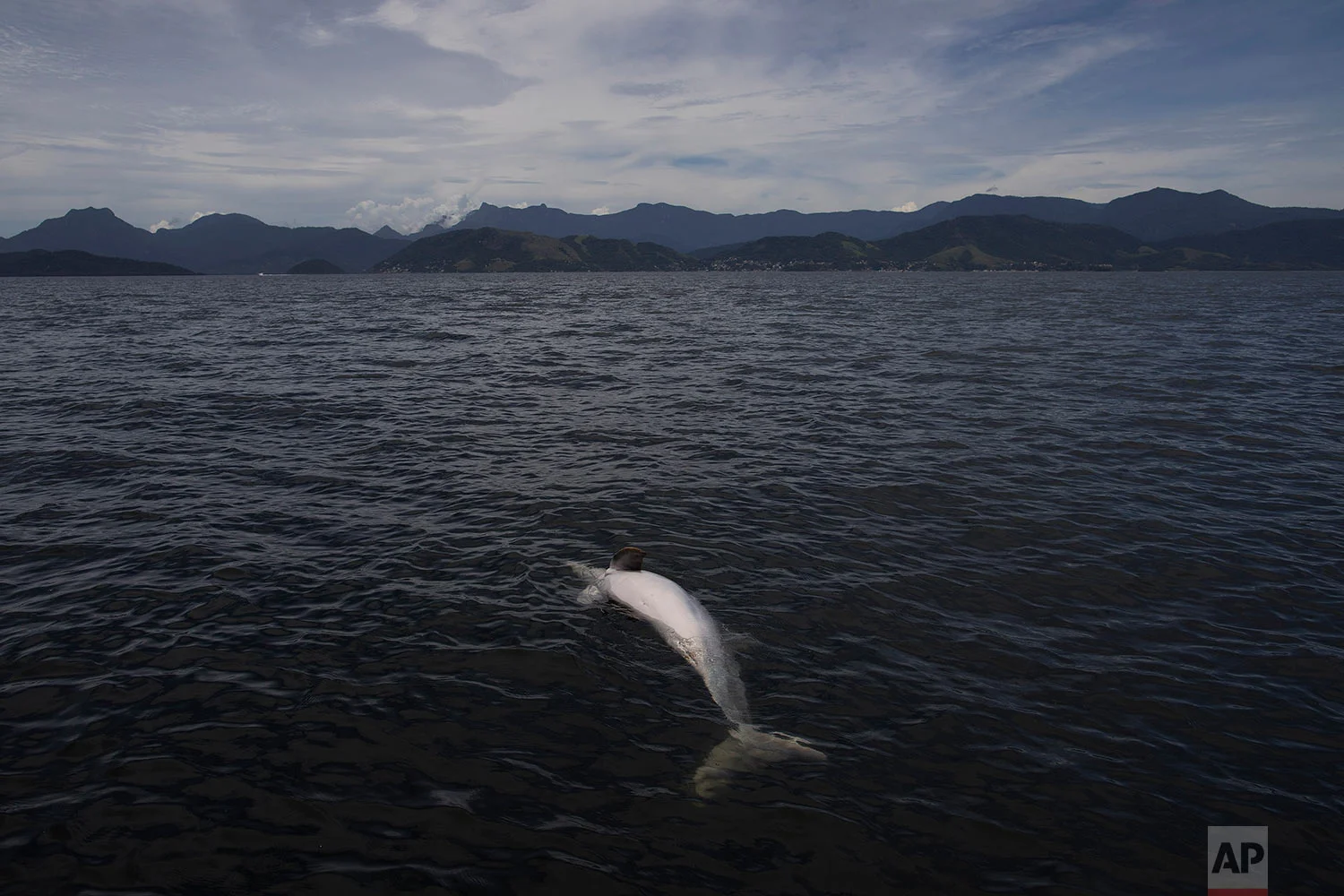 Brazil Dead Dolphins