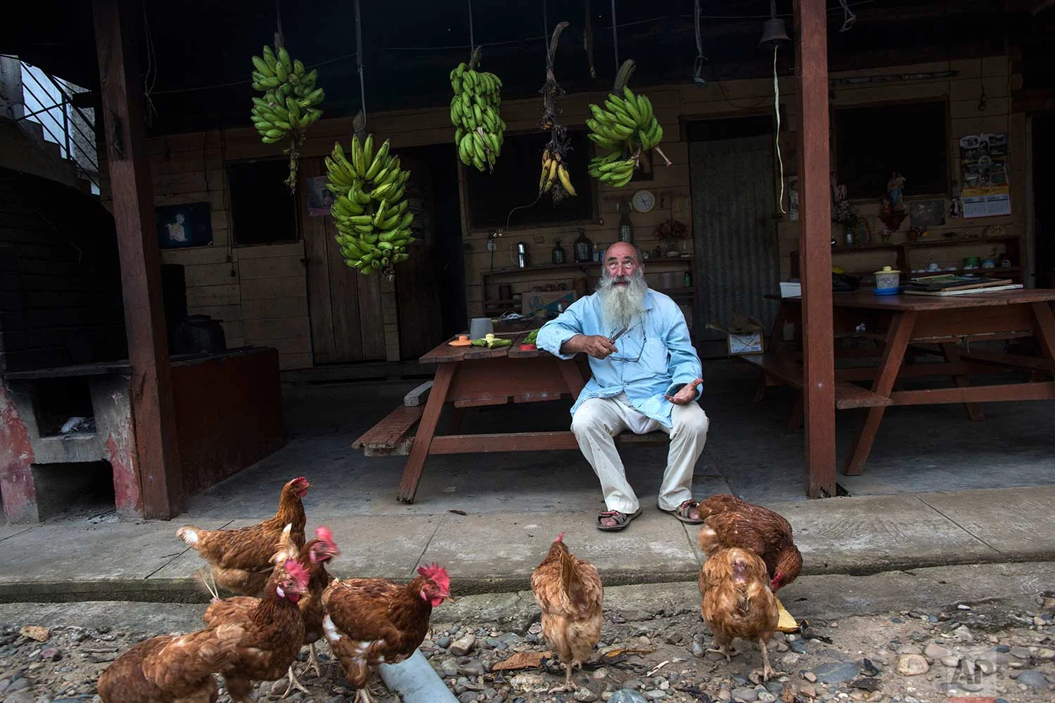 In this Jan. 10, 2018 photo, Father Pablo Zabala, better known as Padre Pablo, sits underneath bunches of bananas he has harvested while feeding a flock of chickens at the parish in Boca Colorado, part of Peru’s Madre de Dios region. Zabala has lived in the Amazon for 24 years and spent the last 10 running a Catholic parish that works with about two dozen mining camps. He first traveled to the Amazon in 1978 when, as a young biologist, he collected butterflies and condors for his university’s museum in Spain. (AP Photo/Rodrigo Abd) | See these photos on AP Images