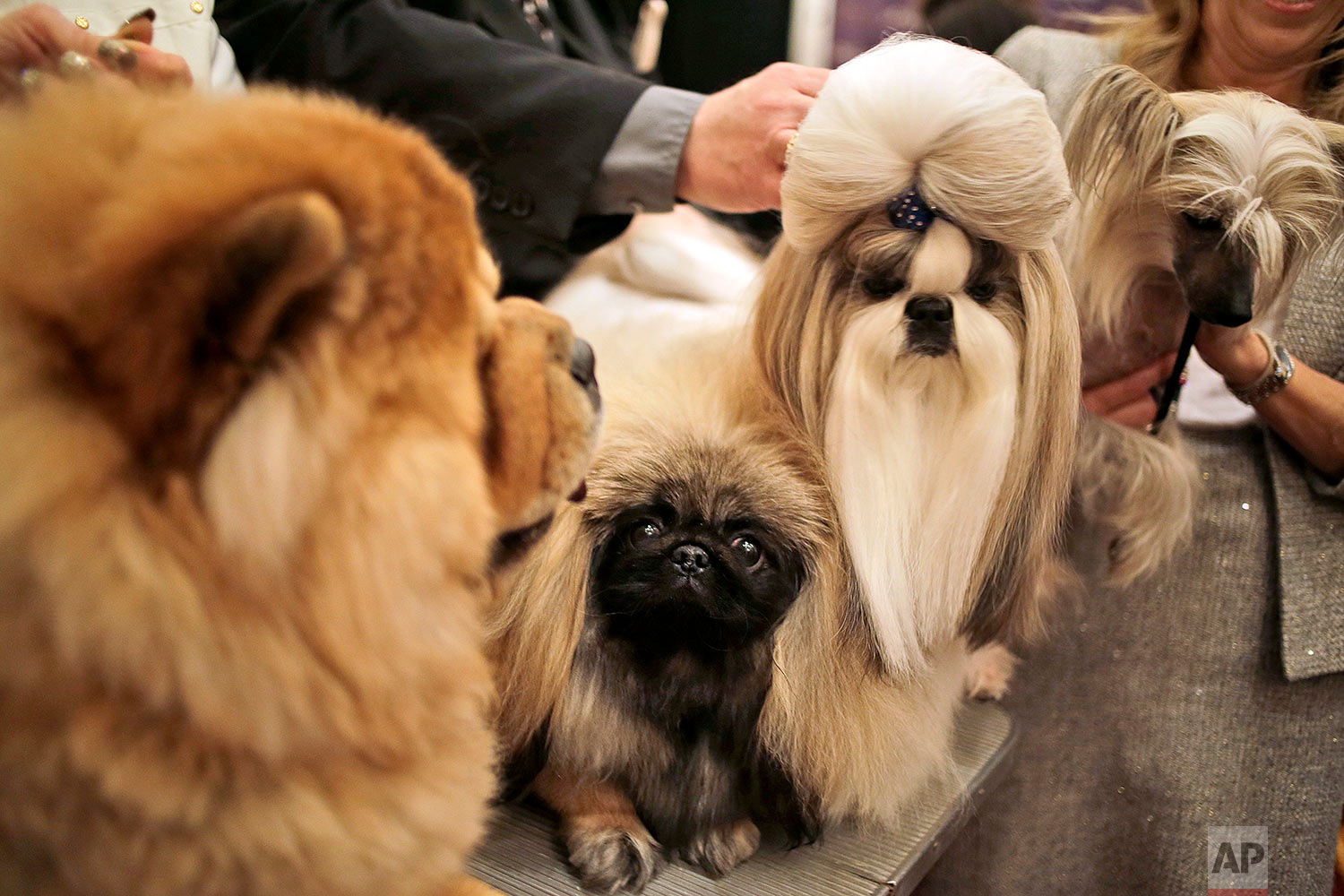 Westminster Dog Show