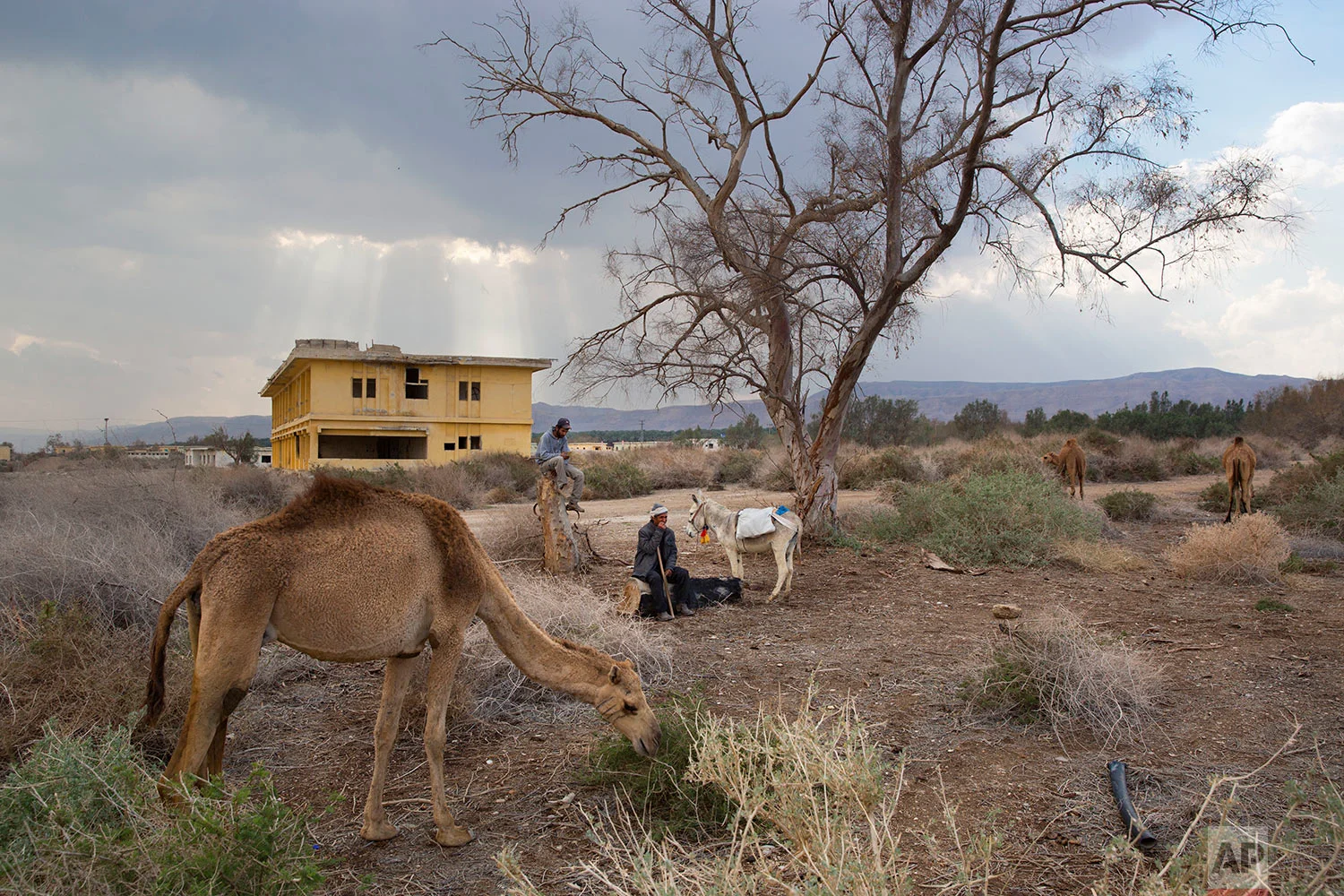 In this Sunday, Feb. 18, 2018 photo, Palestinian camel herders Muhammed Zarlul, left and Salem Rashaideh, rest as their camels graze in the territory of Israeli Kibbutz Kalya, near the Dead Sea in the West Bank. (AP Photo/Oded Balilty)