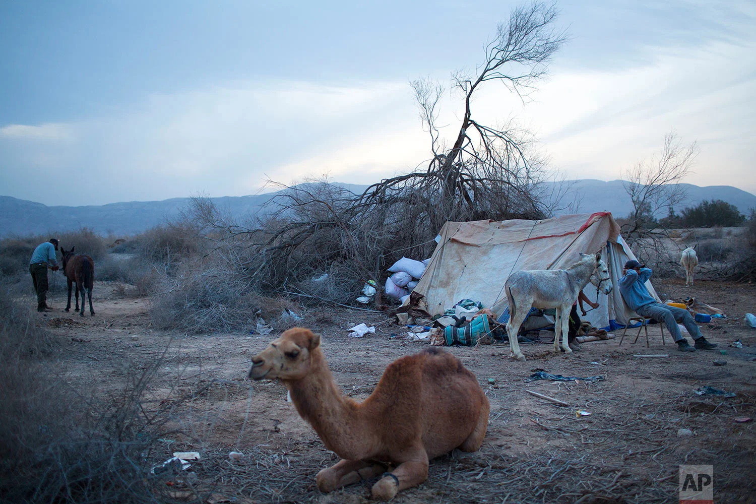 In this Friday, Feb. 9, 2018 photo, Beduin camels herders rest at the night camp after herd all day in the open field at the territory of Israeli Kibbutz Kalya, near the Dead Sea in the West Bank. (AP Photo/Oded Balilty)