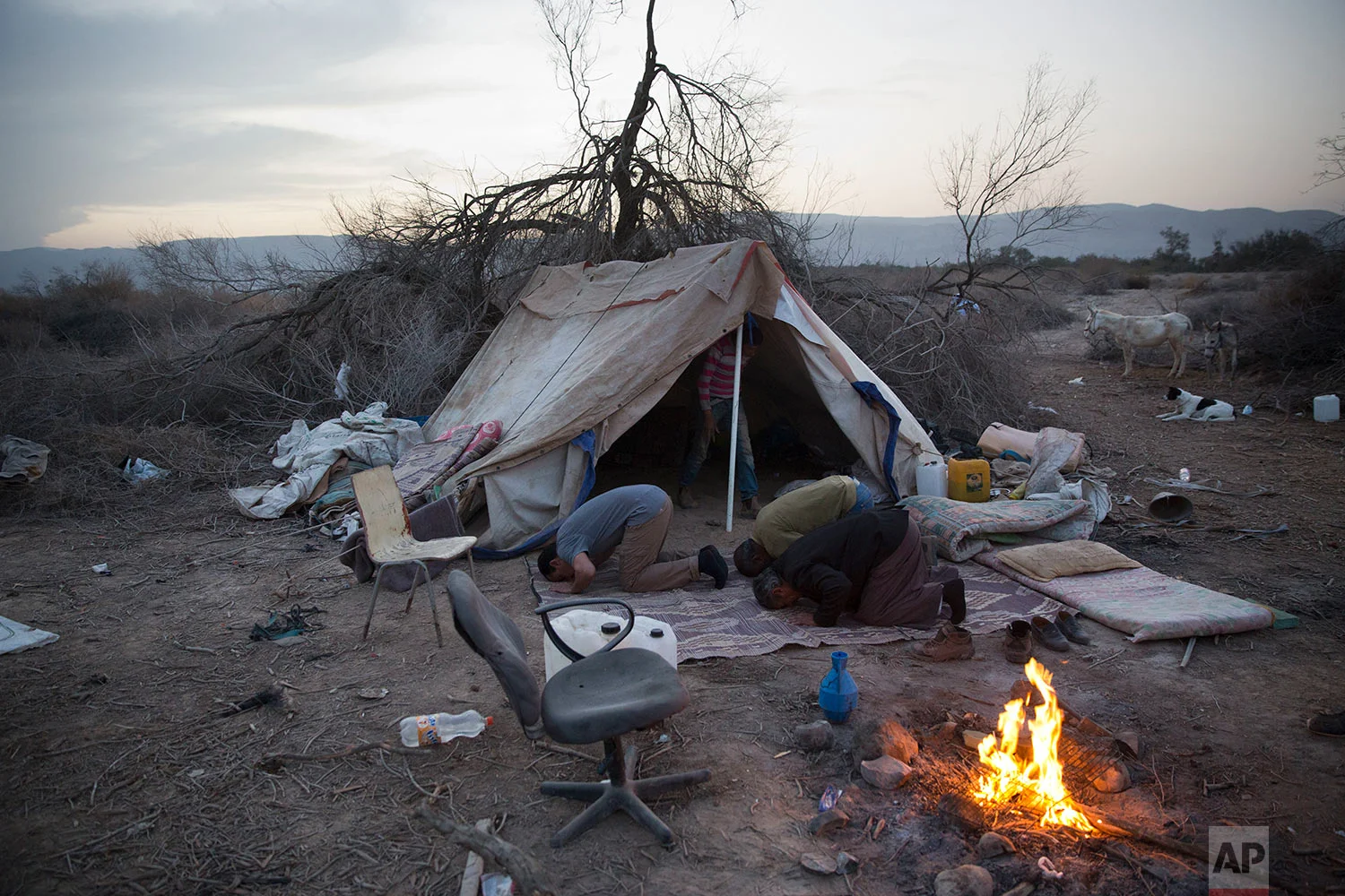 In this Monday, Jan. 22, 2018 photo, Beduin camel herders pray at the night camp after herd all day in the open field at the territory of Israeli Kibbutz Kalya, near the Dead Sea in the West Bank. (AP Photo/Oded Balilty)