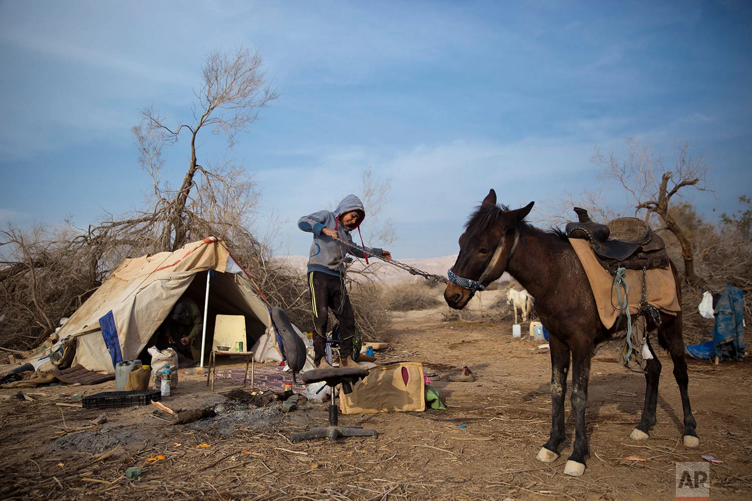 In this Saturday, Feb. 10, 2018 photo, Young Beduin Majed Zarlul who join his father for camels herding during weekends tries to get on his mule at the night camp at the territory of Israeli Kibbutz Kalya, near the Dead Sea in the West Bank. (AP Photo/Oded Balilty)