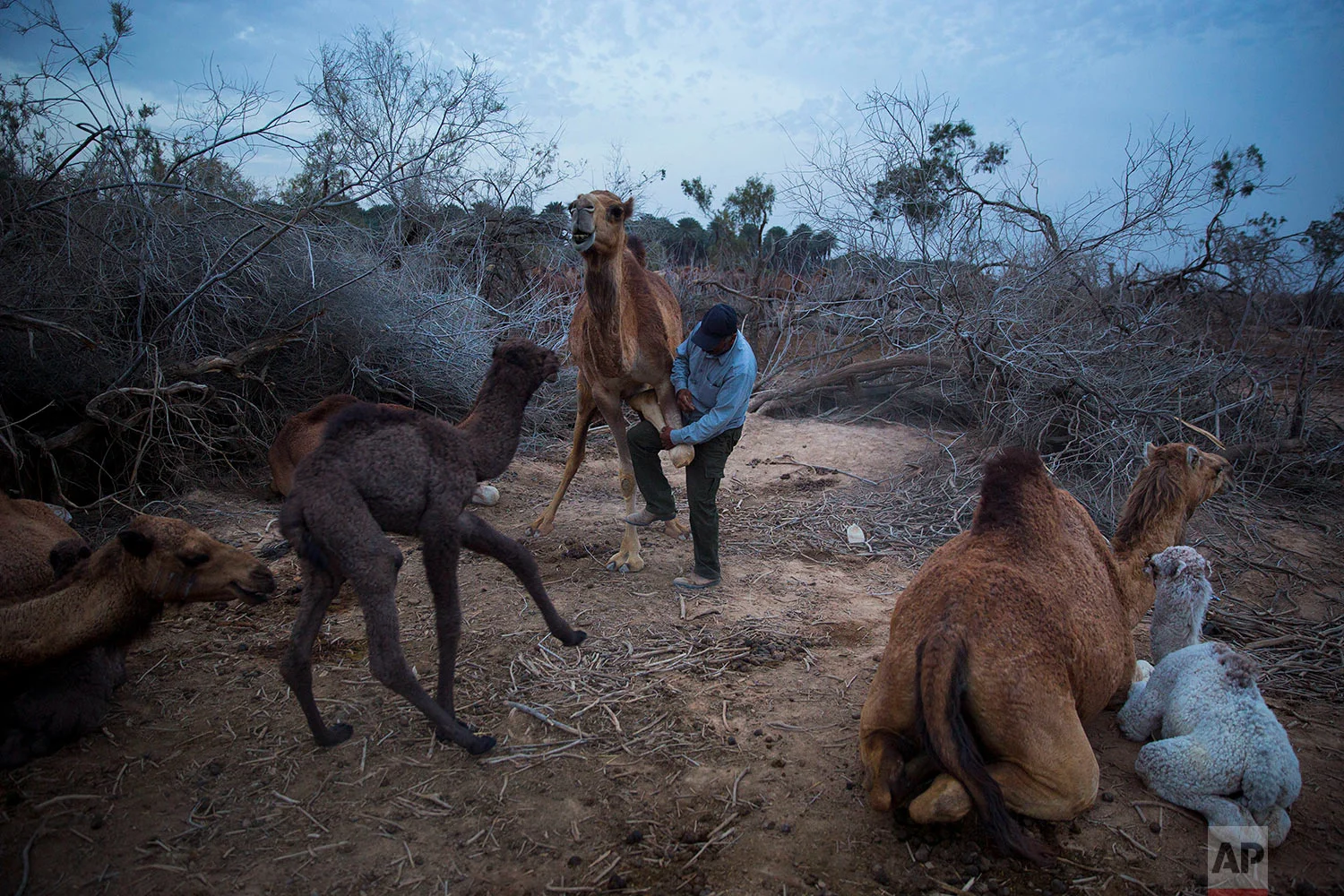 In this Friday, Feb. 9, 2018 photo, Beduin camels herder Ali Zarlul ties the leg of camel to prevent her from walk away at the night camp in the territory of Israeli Kibbutz Kalya, near the Dead Sea in the West Bank. (AP Photo/Oded Balilty) 
