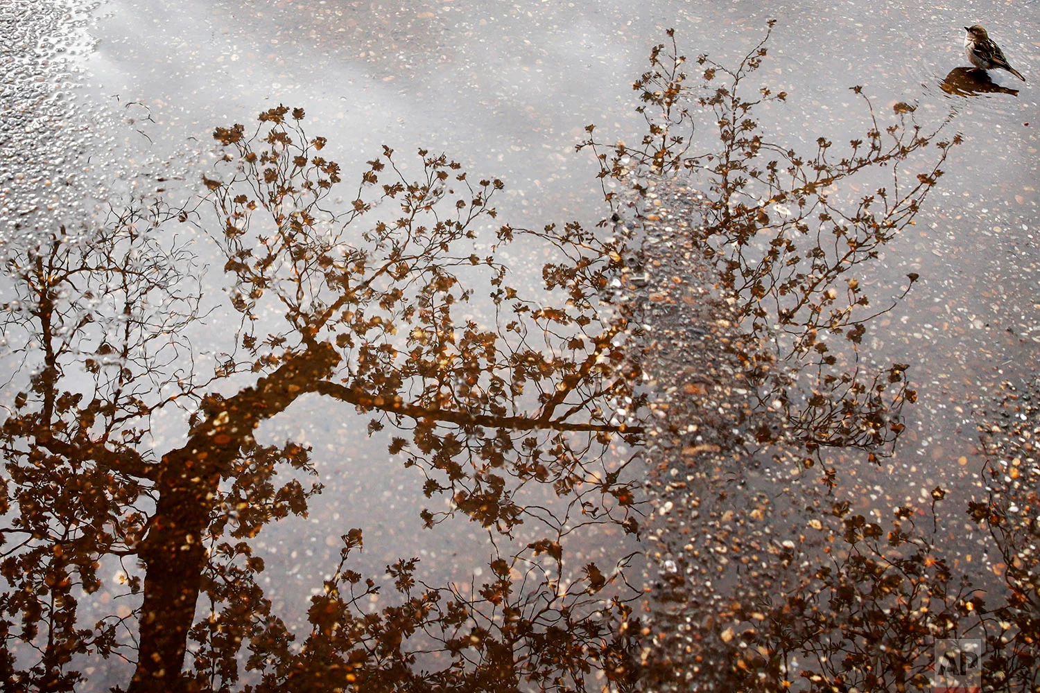 Washington Cherry Blossoms