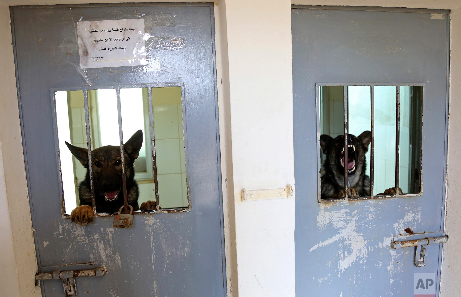  In this Monday, March 19, 2018 photo, two dogs from the K-9 unit of Jordan's police look through the bars of their kennels. The State Department's Anti-Terrorism Assistance program has trained 39 dog-handler teams and embedded two mentors with the p