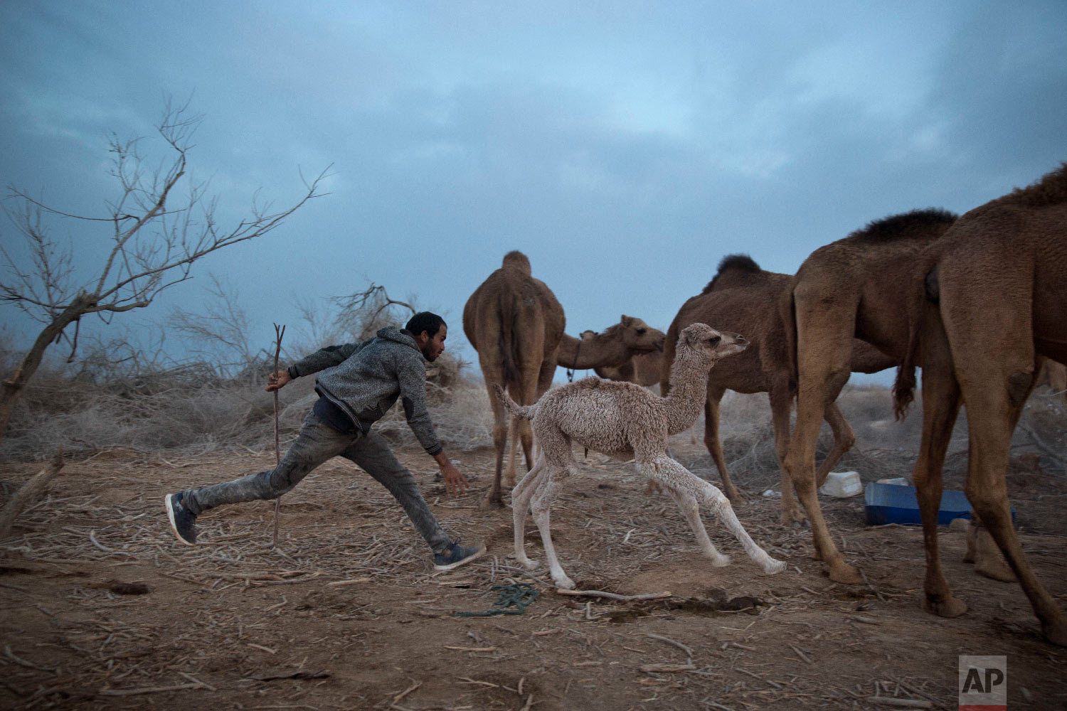  In this Monday, Jan. 22, 2018 photo, Beduin camels herder Muhammed Zarlul runs after a newborn camel as they back to the night camp after grazing all day in the open field at the territory of Israeli Kibbutz Kalya, near the Dead Sea in the West Bank