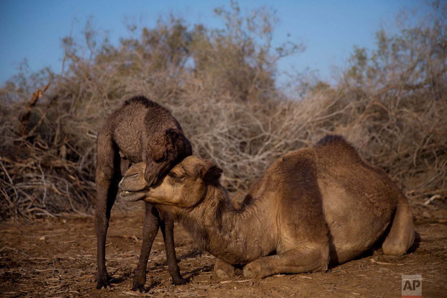 In this Monday, Jan. 22, 2018 photo, a newborn camel and his mother at the territory of Israeli Kibbutz Kalya, near the Dead Sea in the West Bank. For three months a year, in the winter time Bedouin Arab herders take their 130 camels to graze on the shores of the Dead Sea, at the lowest place on Earth. (AP Photo/Oded Balilty)