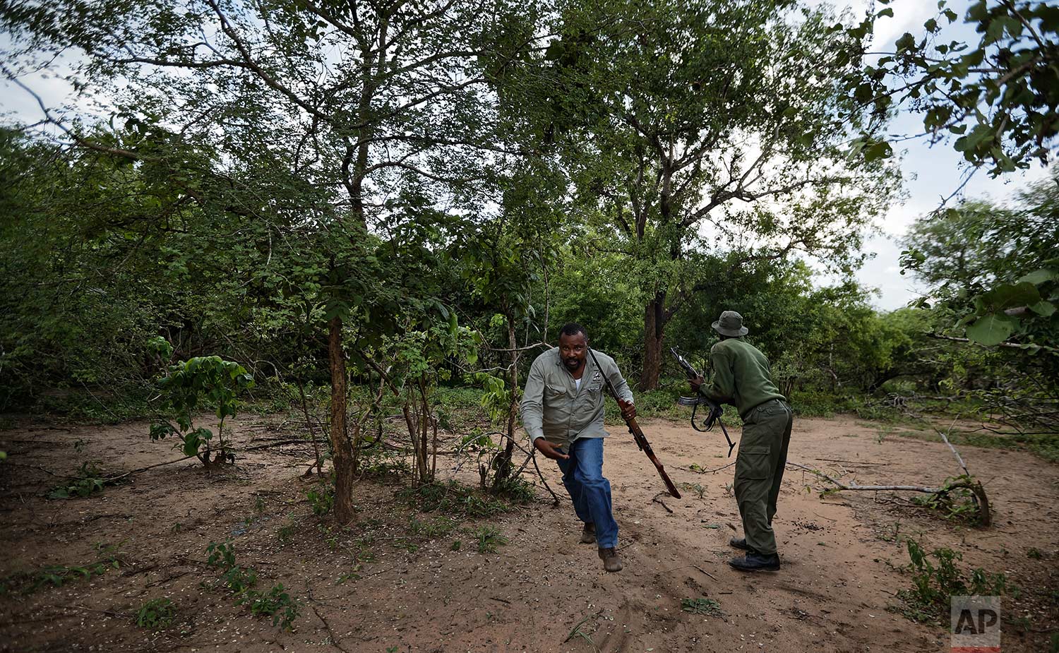 In this photo taken Friday, March 23, 2018, wildlife veterinarian Ernest Mjingo, center, runs as an elephant starts to charge toward him after being darted with a tranquilizer during an operation to attach GPS tracking collars, near Mikumi National Park, Tanzania. (AP Photo/Ben Curtis)