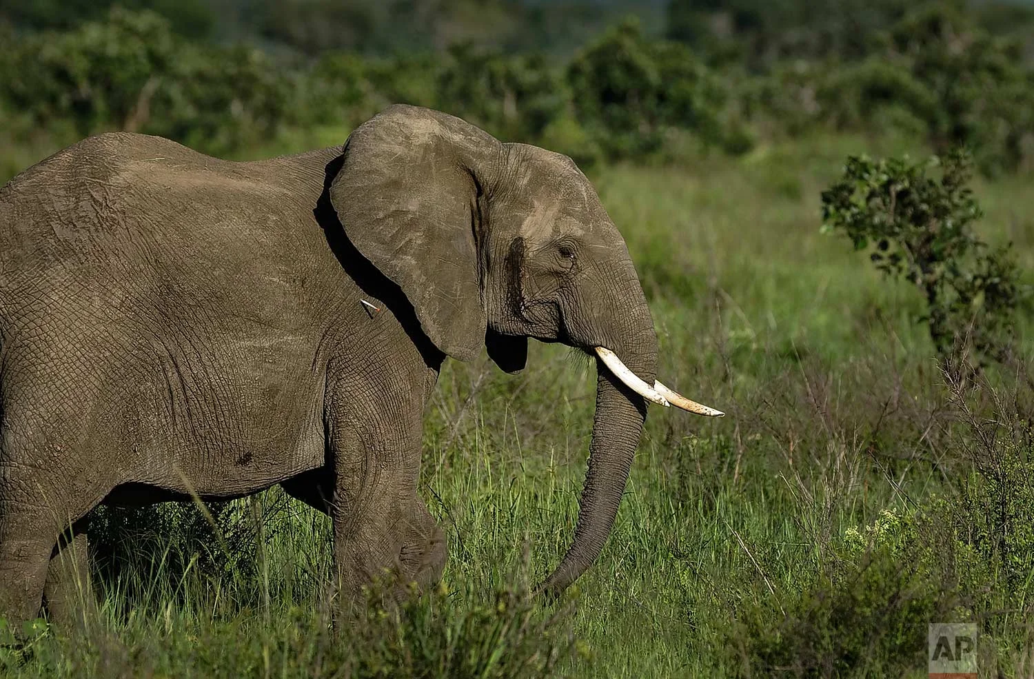 In this photo taken Wednesday, March 21, 2018, a dart containing the elephant tranquilizer etorphine hydrochloride strikes the side of an elephant during an operation to attach GPS tracking collars to them, in Mikumi National Park, Tanzania. (AP Photo/Ben Curtis)