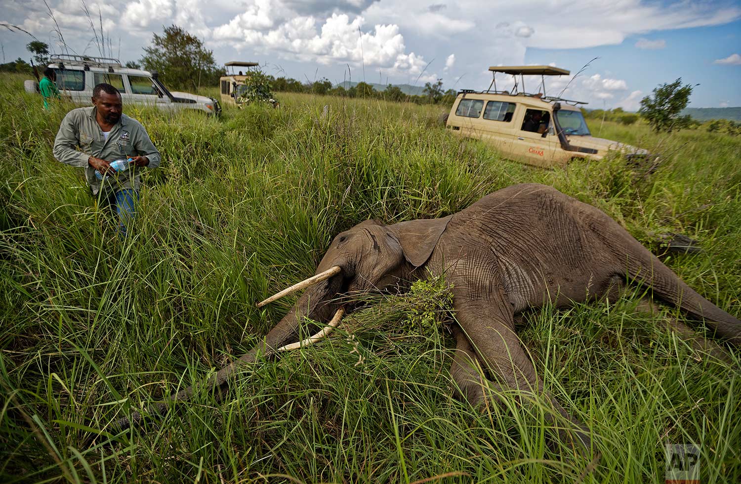 In this photo taken Friday, March 23, 2018, wildlife veterinarian Ernest Mjingo walks toward a tranquilized elephant carrying a bottle of water to pour over its ears to keep it cool, during an operation to attach GPS tracking collars in Mikumi National Park, Tanzania. (AP Photo/Ben Curtis)