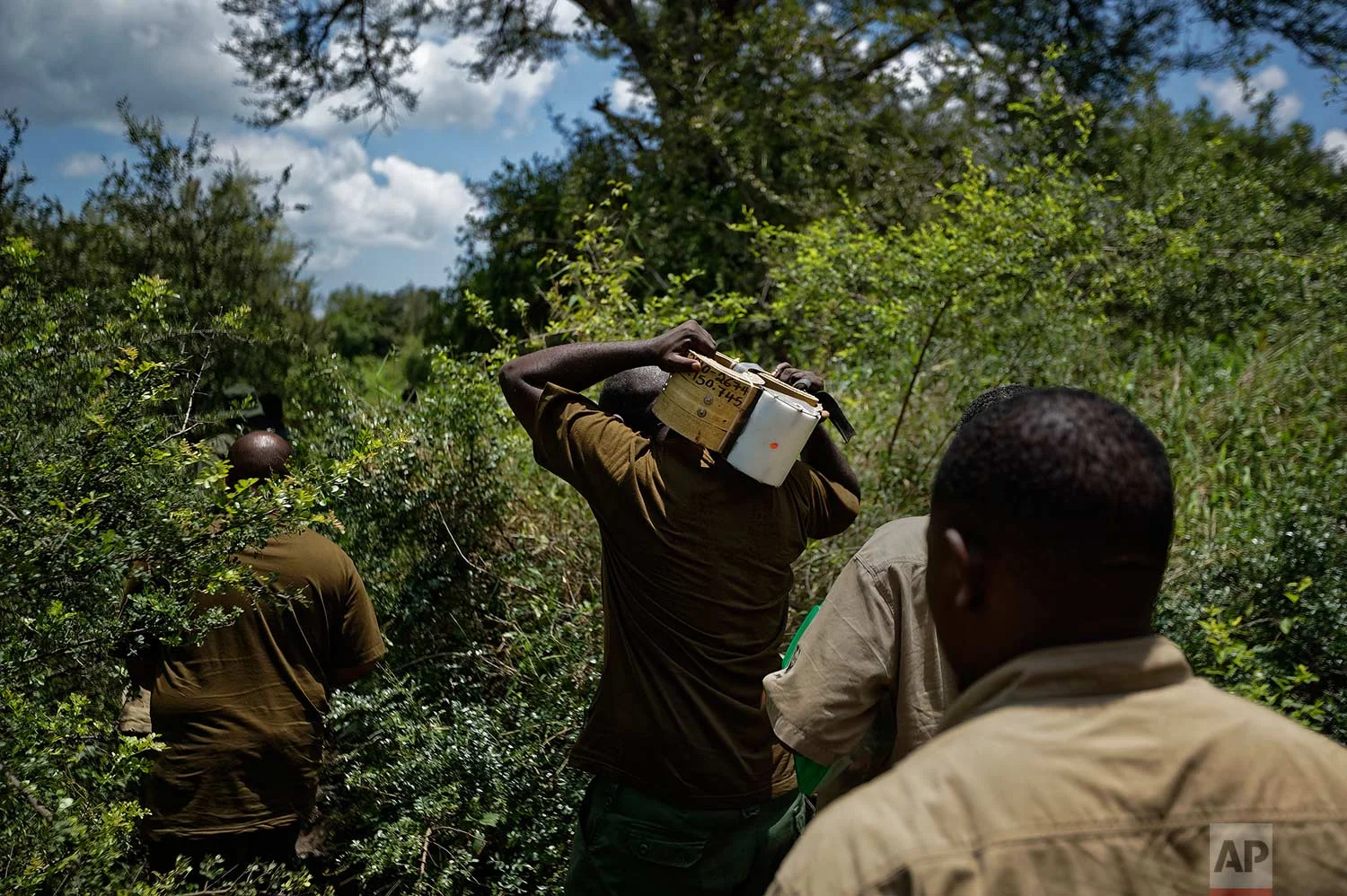 In this photo taken Thursday, March 22, 2018, a team of wildlife veterinarians carry a 12-kilogram (26-pound) GPS tracking collar as they walk through thick bush in search of an elephant to tranquilize and collar, near Mikumi National Park, Tanzania. (AP Photo/Ben Curtis)