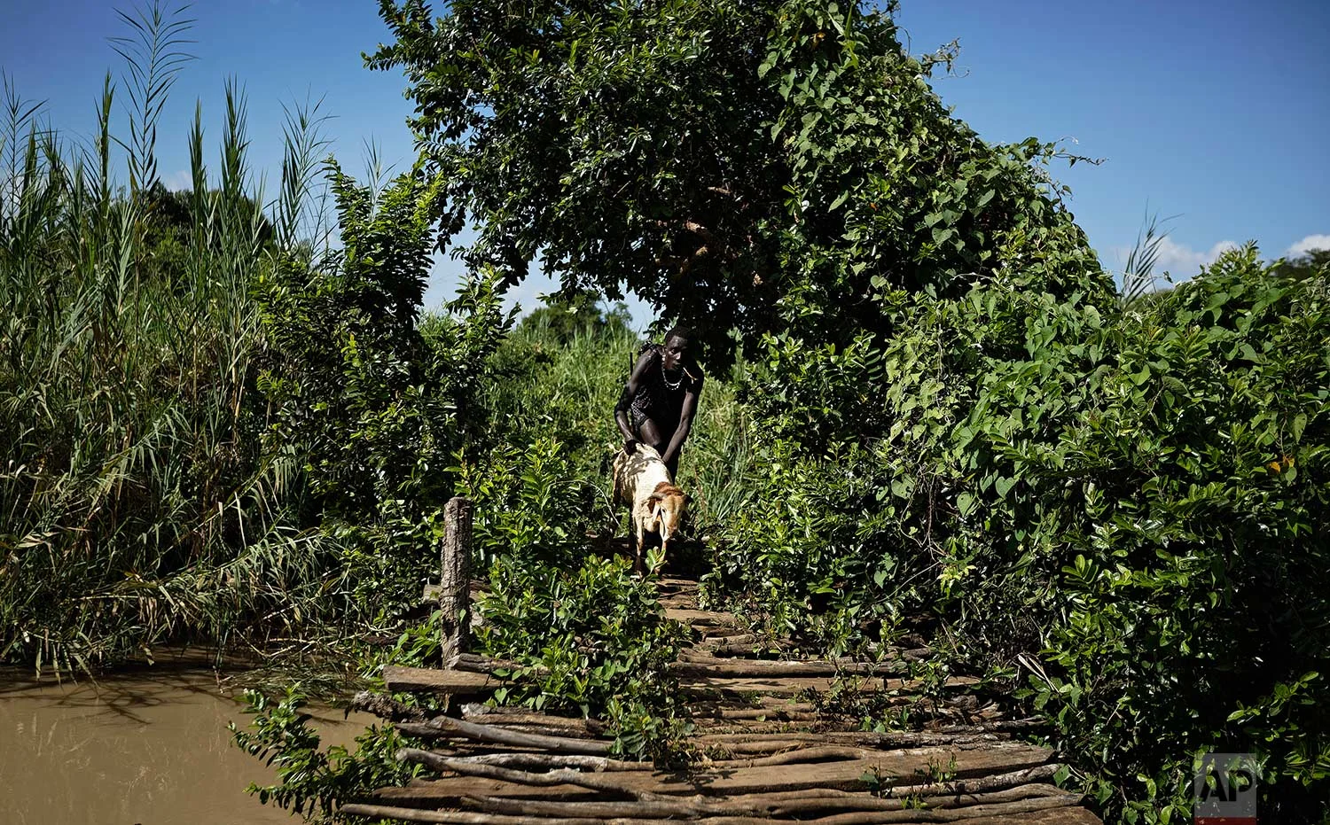 In this Thursday, March 22, 2018 photo, Maasai youth herder Adam Rajeta, 18, carries one of his sheep back across a rickety wooden bridge as he returns from grazing them, near Mikumi National Park in Tanzania. (AP Photo/Ben Curtis)