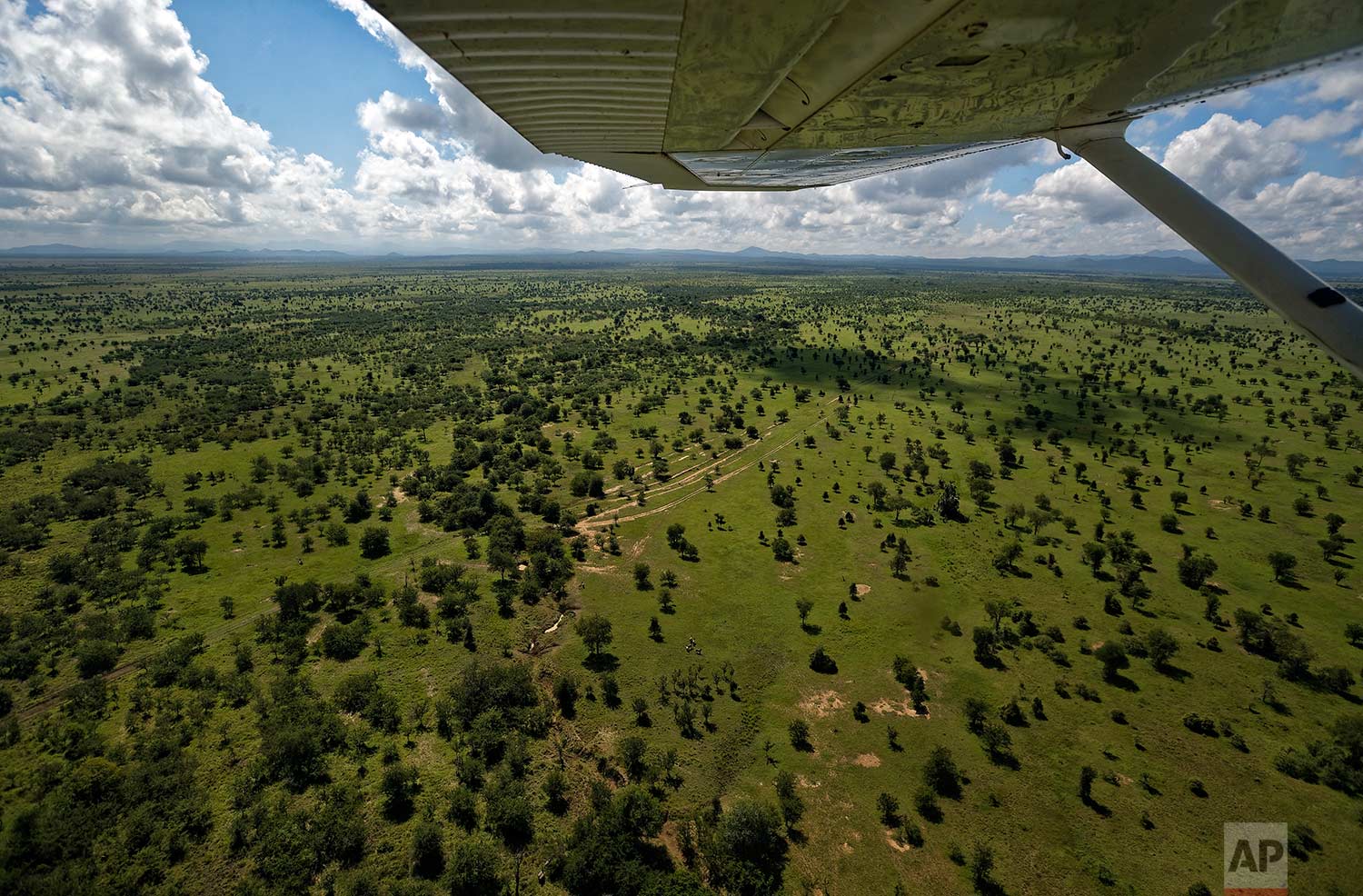 In this photo taken Saturday, March 24, 2018, wildlife rangers fly in a light airplane to spot elephants during an operation to attach GPS tracking collars to them, in Mikumi National Park, Tanzania. (AP Photo/Ben Curtis)