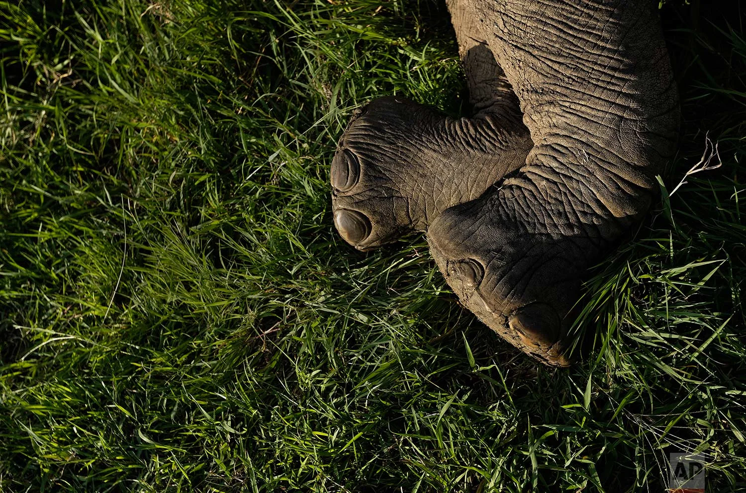 In this photo taken Wednesday, March 21, 2018, a tranquilized elephant lies on the ground during an operation to attach GPS tracking collars in Mikumi National Park, Tanzania. (AP Photo/Ben Curtis)