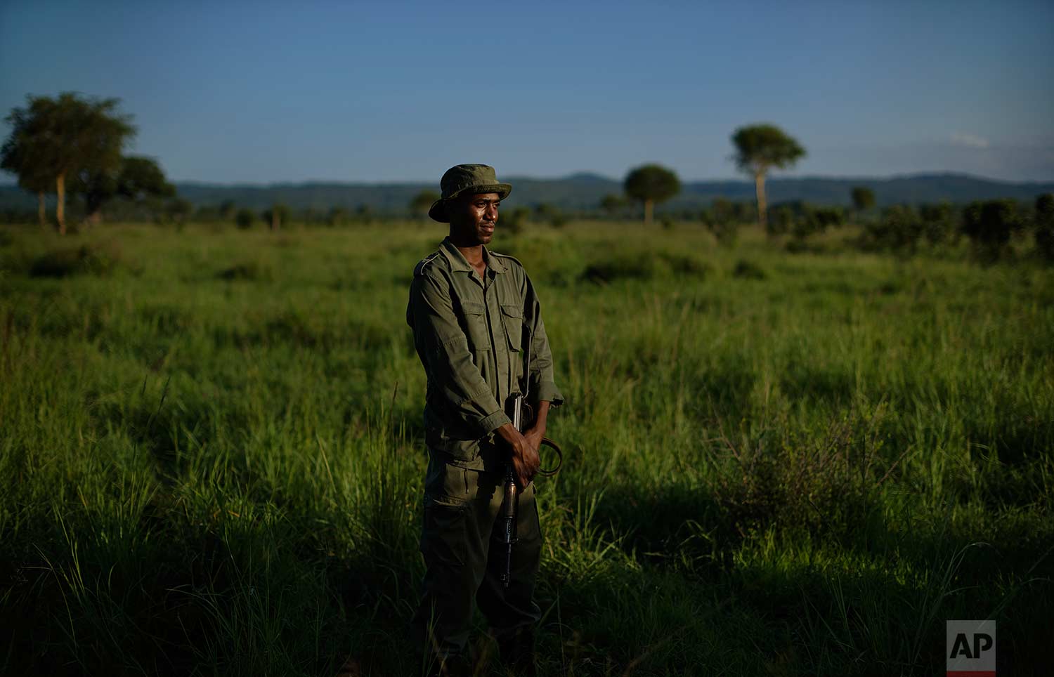 In this photo taken Wednesday, March 21, 2018, an armed wildlife ranger stands guard near a tranquilized elephant in case others approach, during an operation to attach GPS tracking collars in Mikumi National Park, Tanzania. (AP Photo/Ben Curtis)