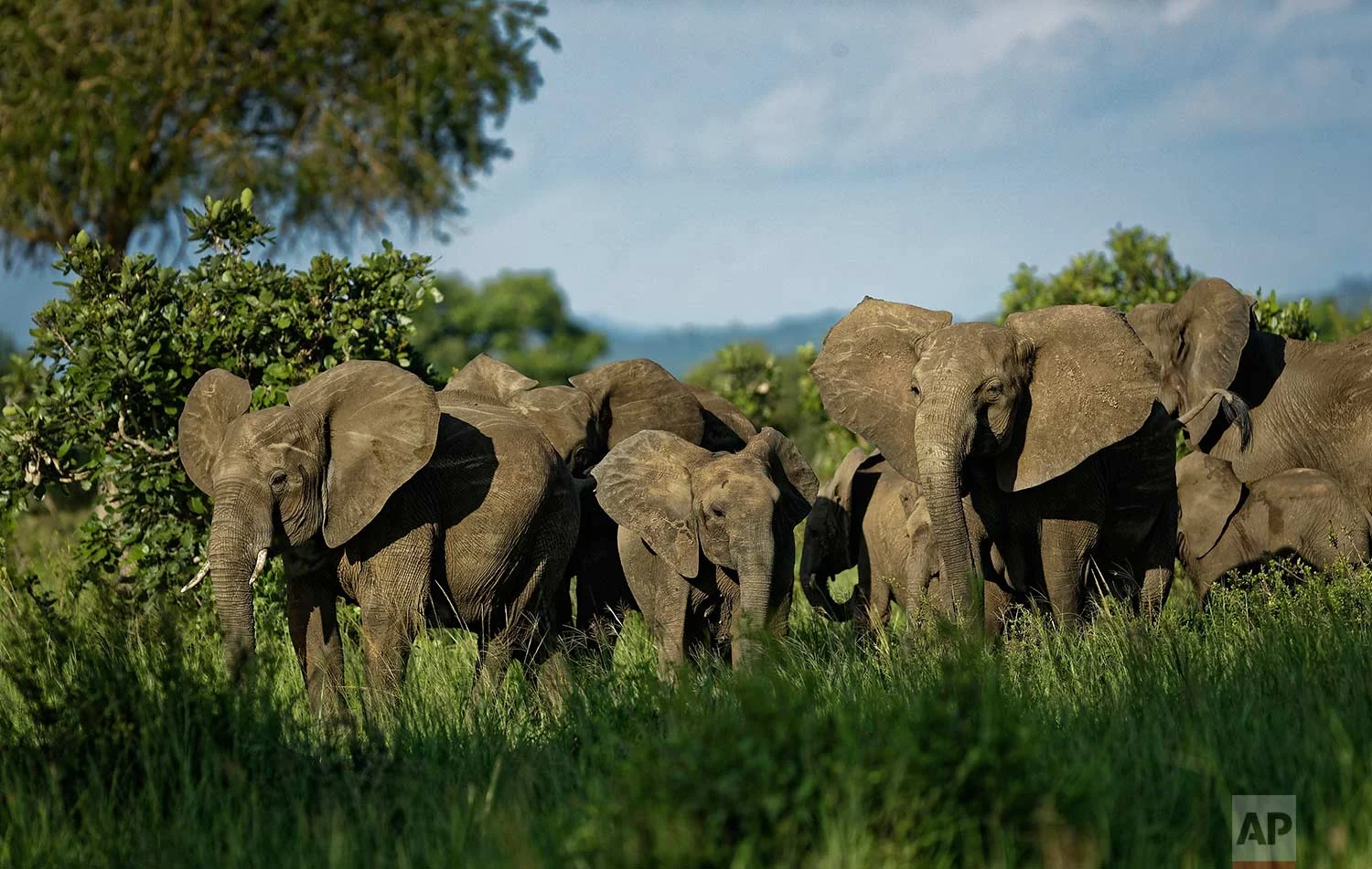 In this photo taken Wednesday, March 21, 2018, a herd of elephants form a protective circle against a perceived threat, just after one was shot with a tranquilizer dart during an operation to attach GPS tracking collars in Mikumi National Park, Tanzania. (AP Photo/Ben Curtis)