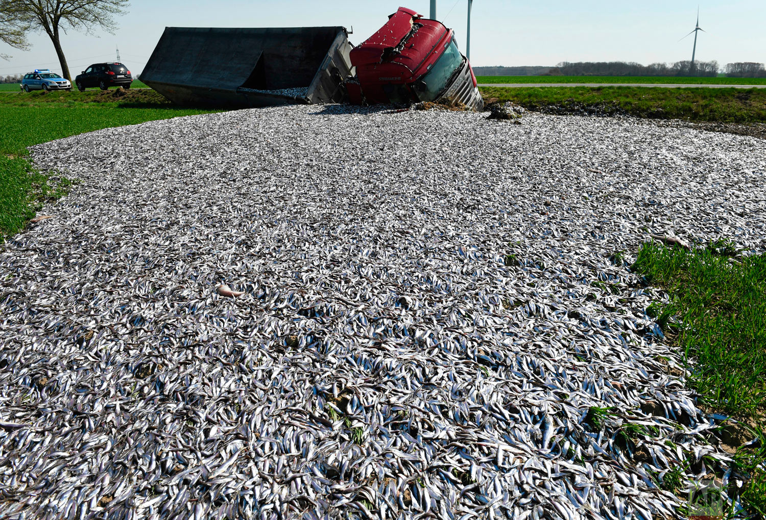  Fish lay strewn across the roadside after a truck carrying tons of fish crashed near Liepen, northeastern Germany, Friday, April 20, 2018. (Stefan Sauer/dpa via AP) 