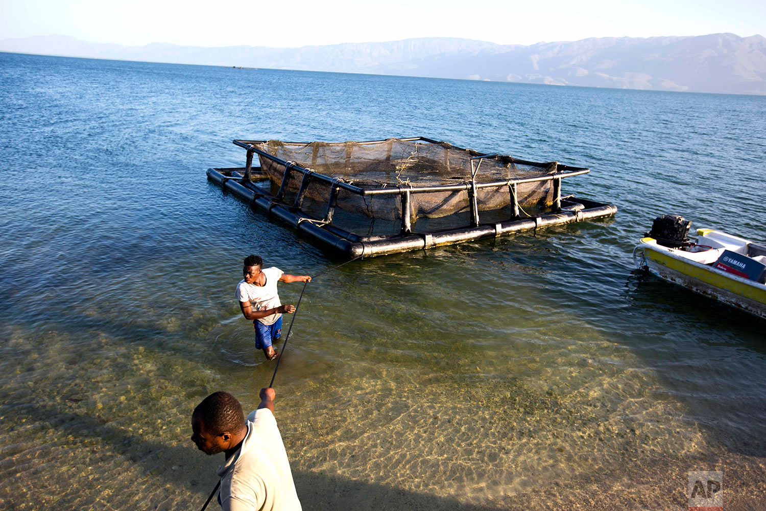 In this April 17, 2018 photo, Taino Aqua Fish farm workers pull in a cage of tilapia fish on Lake Azuei in Fond Parisien, Haiti. The small company started with 16 cages in 2014, building some out of PVC pipe and netting and repurposing others from T
