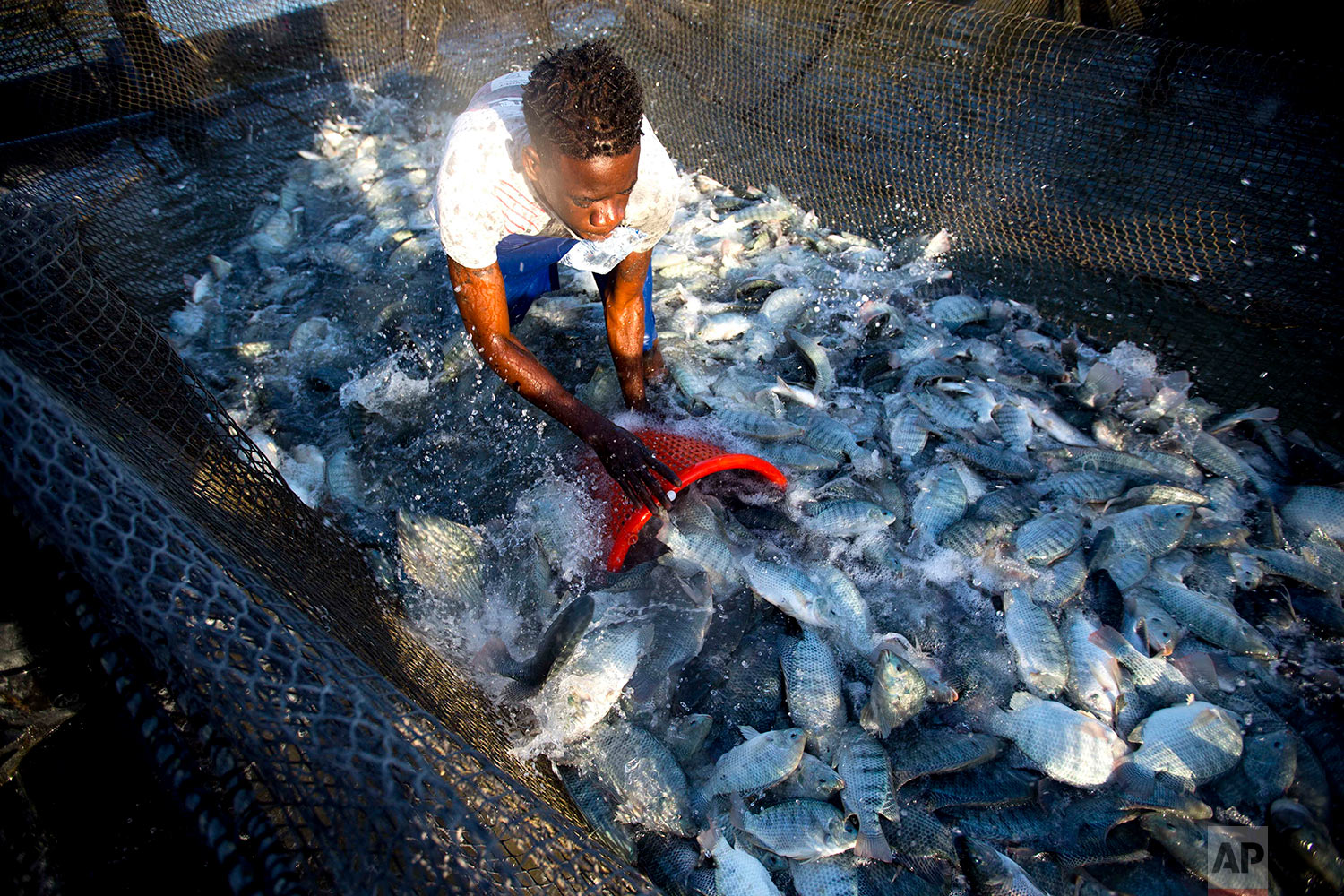  In this April 17, 2018 photo, Taino Aqua Fish worker Berthony Nelson removes tilapia from a cage in Lake Azuei Fond Parisien, Haiti. A week's crop can reach 20,000 pounds. (AP Photo/Dieu Nalio Chery) 