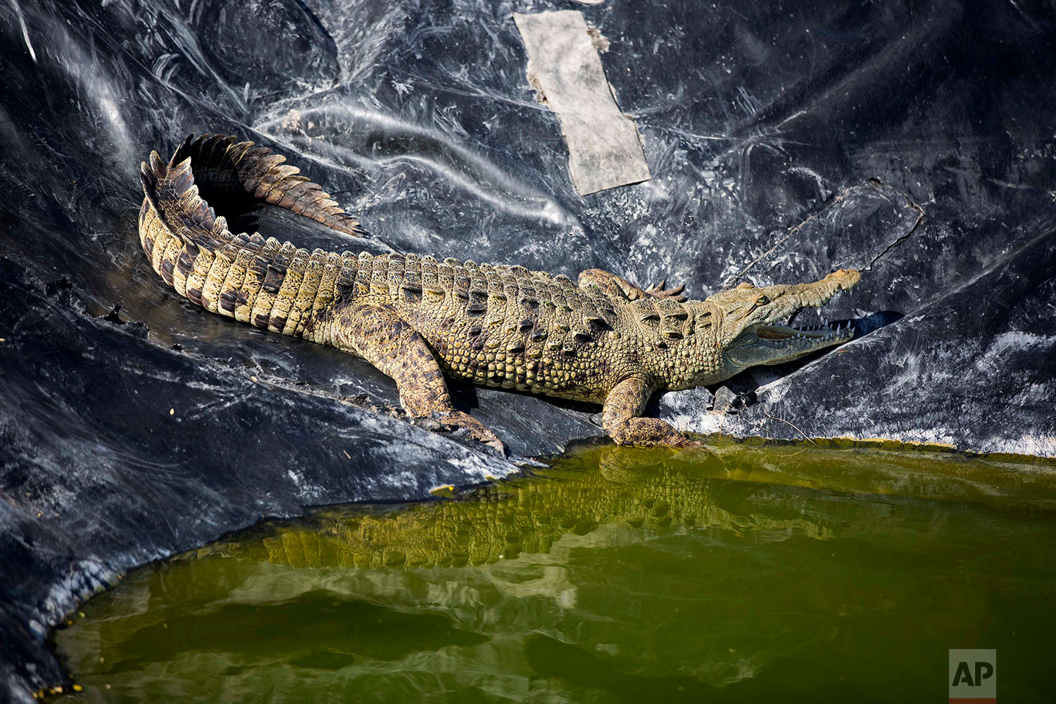  In this April 19, 2018 photo, an alligator sunbathes in the water treatment area of the Taino Aqua Farm fish plant, next to Lake Azuei in Fond Parisien, Haiti. The fish farm treats the water that gets bloody from the processing of its tilapia fish, 