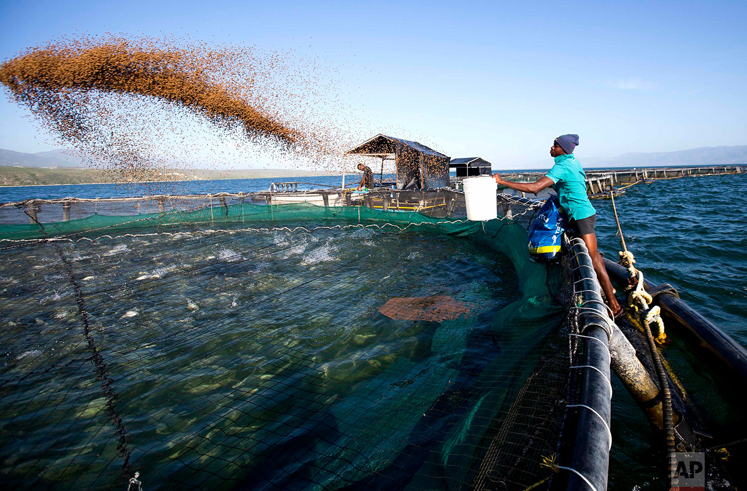  In this April 17, 2018 photo, a Taino Aqua Fish worker throws food to tilapia fish being grown within a netted area in Lake Azuei Fond in Parisien, Haiti. Hatchlings are raised on a vegetable-based feed and are ready to sell after four months. (AP P