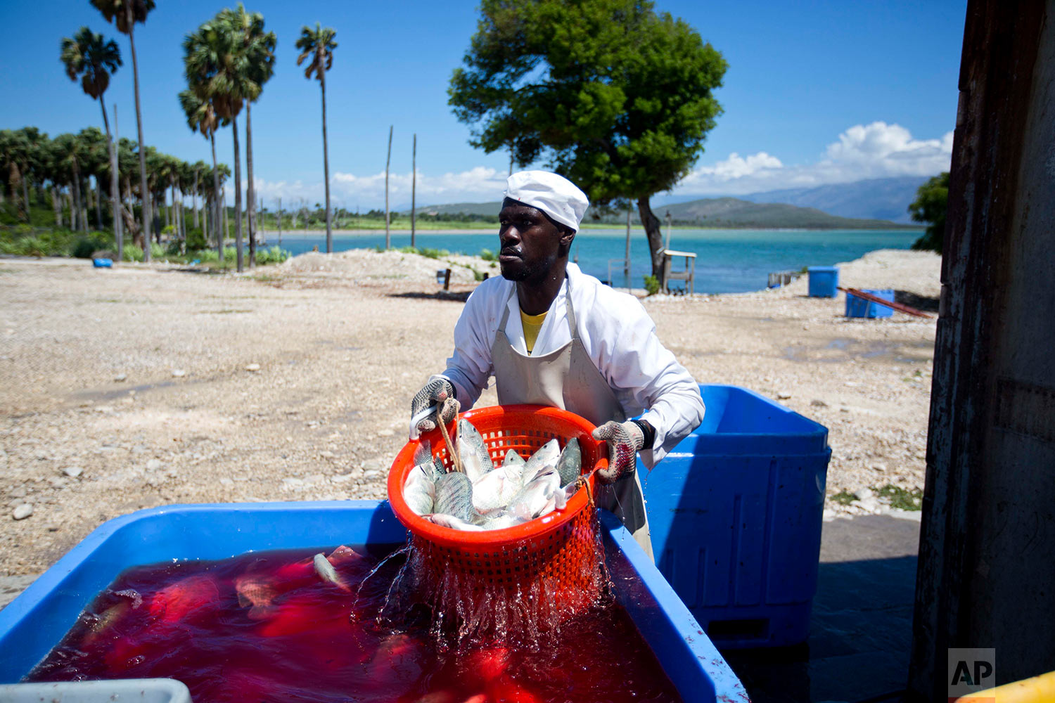  In this April 26, 2018 photo, a Taino Aqua Fish worker strains freshly killed and gutted tilapia at the factory on the shore of Lake Azuei in Fond Parisien, Haiti. Many residents form this border town long looked for jobs elsewhere in Haiti, or more