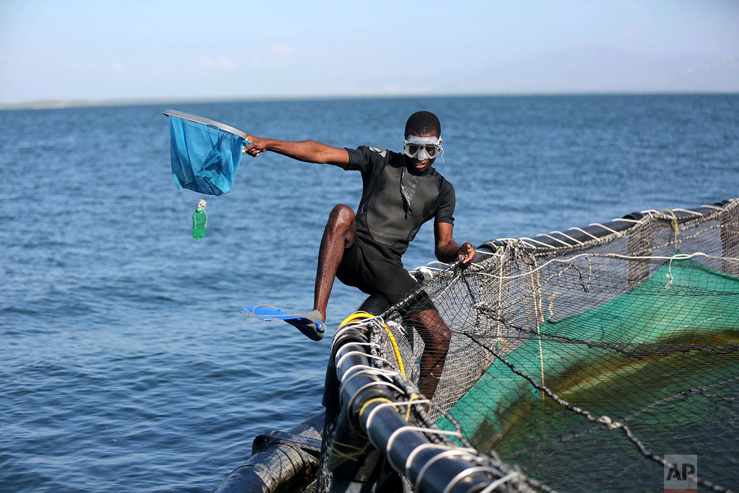  In this April 17, 2018 photo, a Taino Aqua Fish worker cleans a large fish cage on Lake Azuei in Fond Parisien, Haiti. The cages are cleaned out once a day, when workers remove some fish that were killed by very gusty wind, to avoid live fish from e