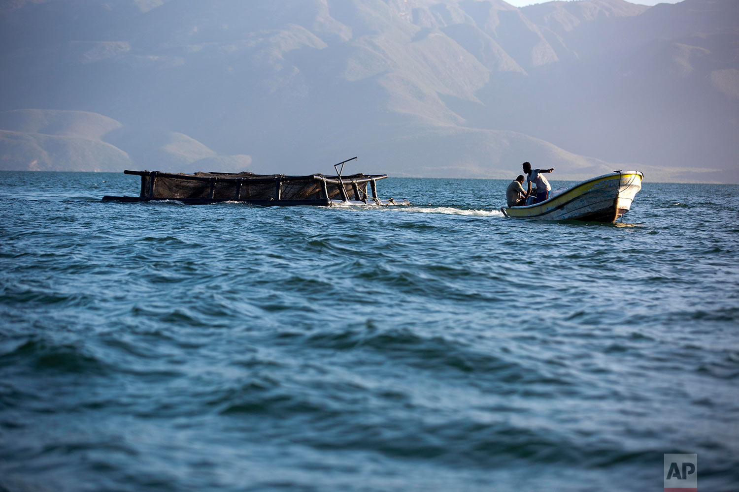  In this April 17, 2018 photo, Taino Aqua Fish workers pull a cage of tilapia to shore on Lake Azuei Fond Parisien, Haiti. Hans and Patrick Woolley left careers in online startups and hospital administration in Los Angeles and New York to invest in t