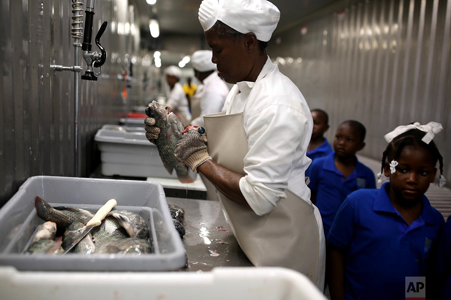  In this April 17, 2018 photo, a Taino Aqua Fish worker cleans tilapia as children take a field trip to the company on Lake Azuei in Fond Parisien, Haiti. One of the company's goals is to make fish affordable for all Haitians. (AP Photo/Dieu Nalio Ch