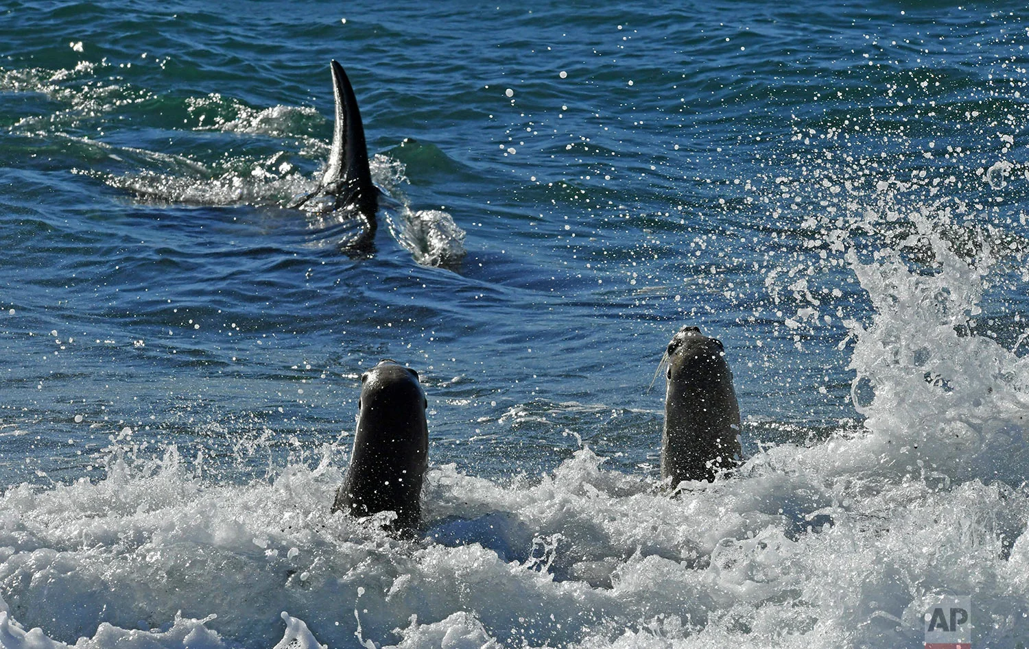 An orca whale hunts sea lion pups on a beach at Punta Norte, Valdes Peninsula, Argentina, Tuesday, April 17, 2018. The orcas' predatory ritual occurs annually in the Southern Atlantic coast in March and April, coinciding with the development of the sea lions when the young cubs are learning to swim. (AP Photo/Daniel Feldman)