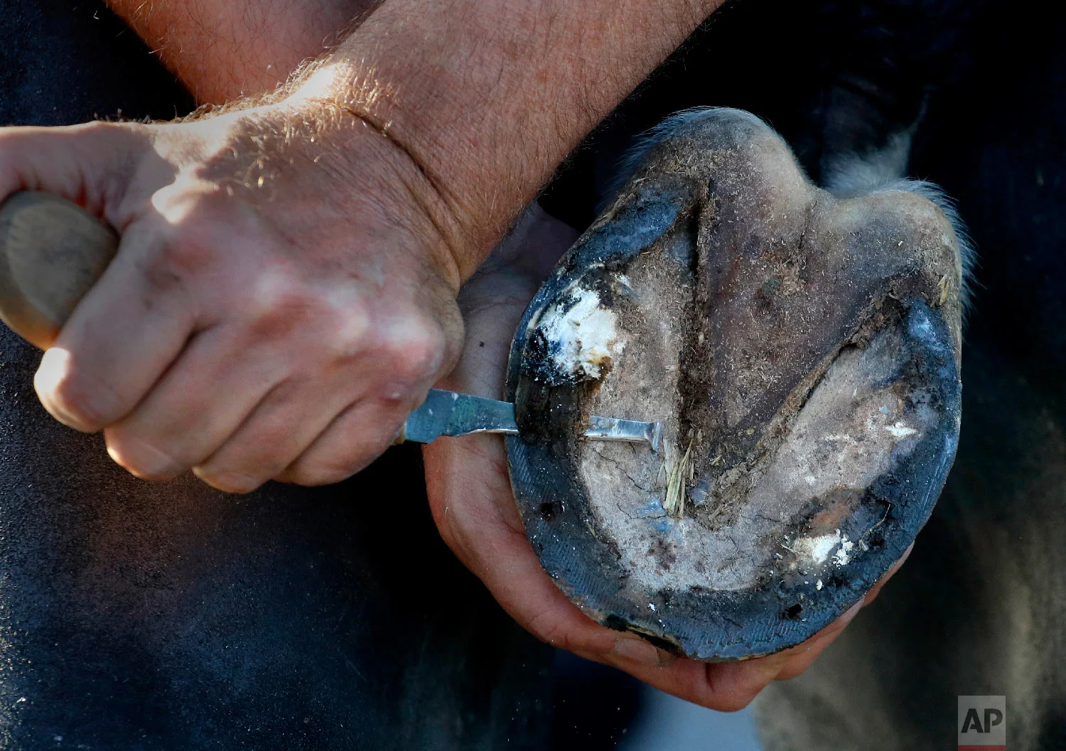 A farrier prepares a horse for a new shoe after a morning workout at Churchill Downs Tuesday, May 1, 2018, in Louisville, Ky. (AP Photo/Charlie Riedel)