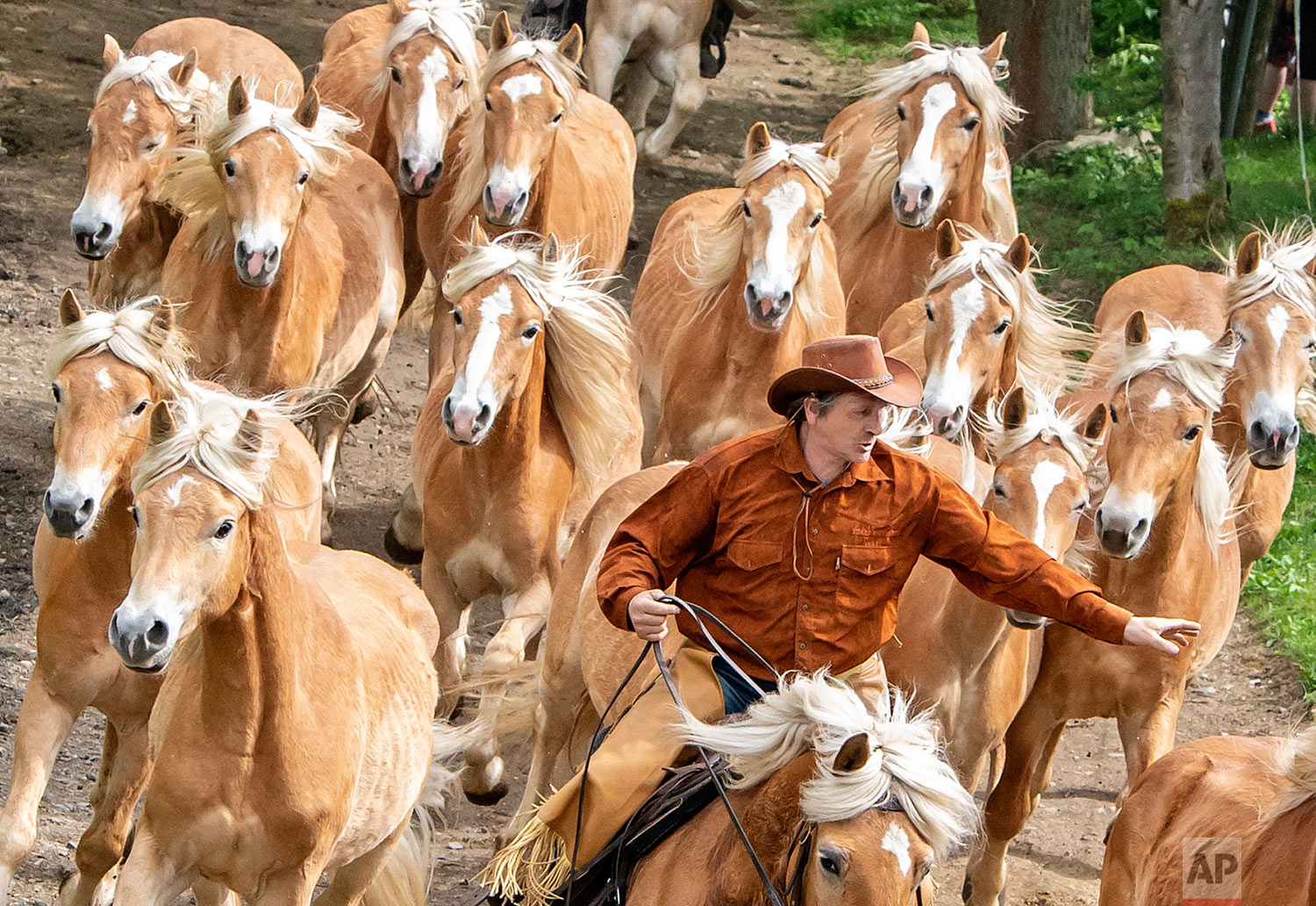 A rider gestures to the Haflinger horses during the years' first turn-out to grass at Europe's largest Haflinger stud farm in Meura, Germany, Sunday, April 29, 2018. More than 300 Haflinger horses are living there. (AP Photo/Jens Meyer)
