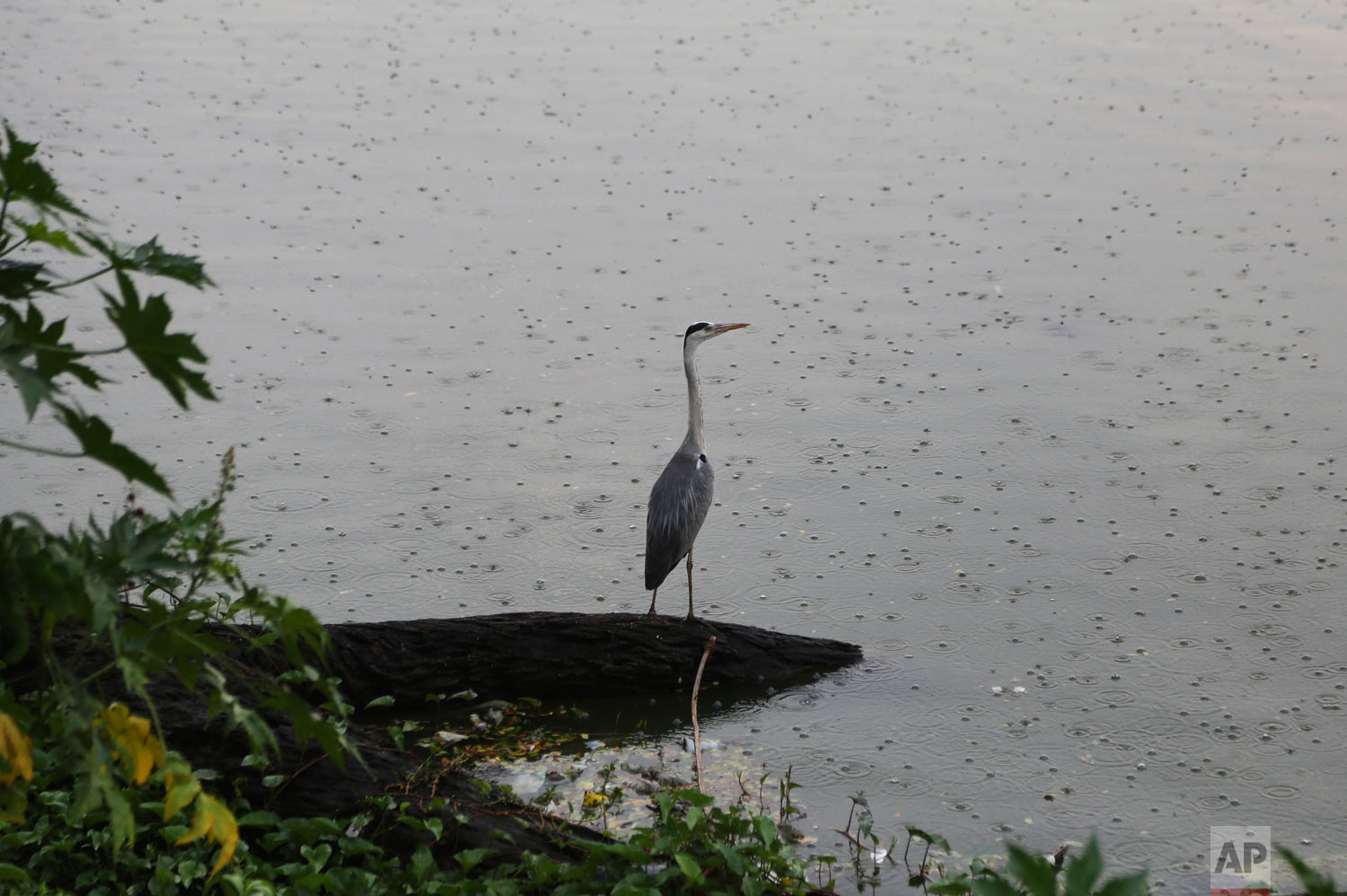 A bird rests on a fallen tree branch during pre-monsoon showers at Ulsoor lake in Bangalore, India, Tuesday, May 1, 2018. Indian Meteorological Department has predicted normal monsoon rainfall in the country for 2018. (AP Photo/Aijaz Rahi)