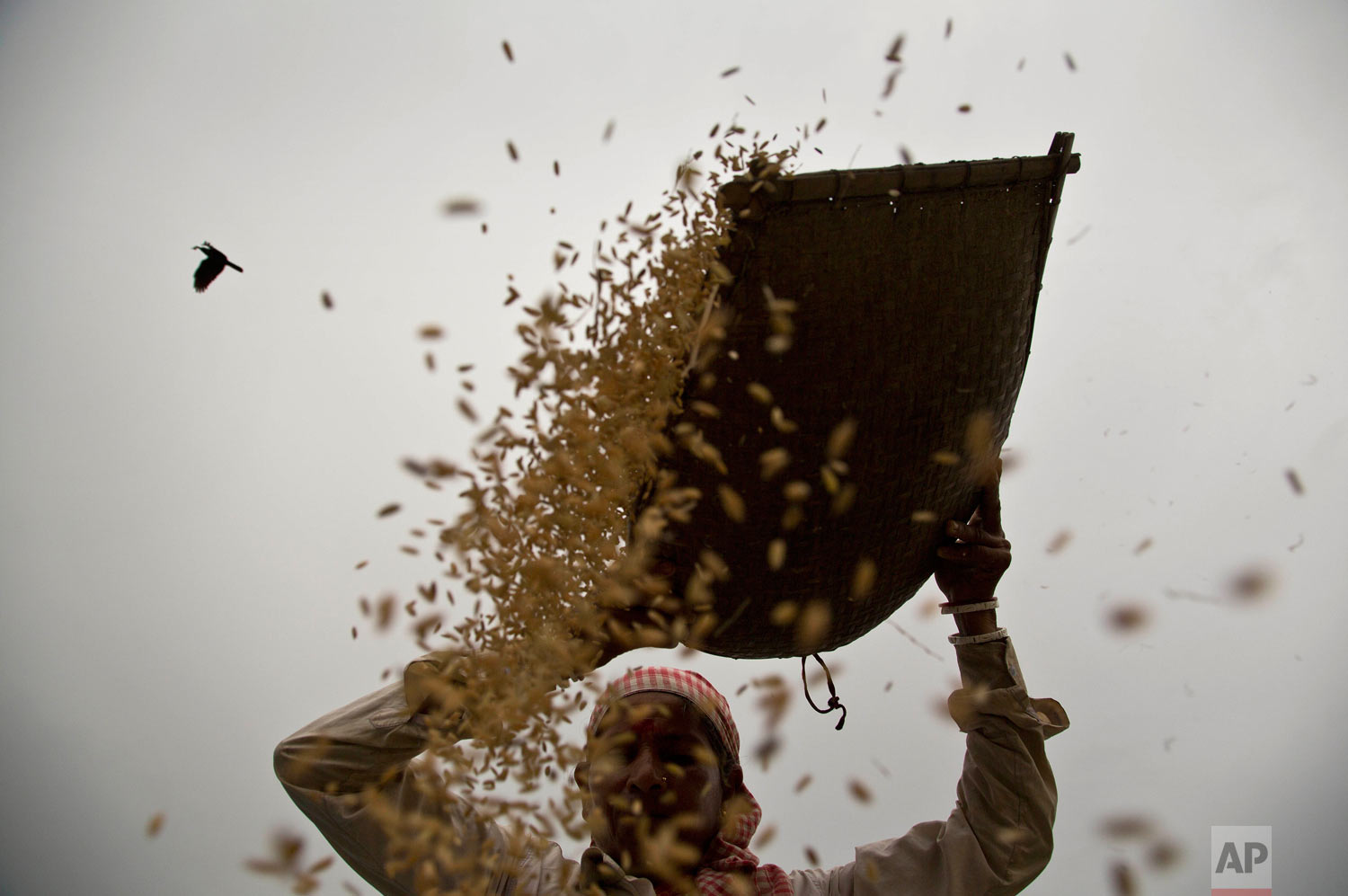 A woman manually separates wheat from the chaff in a field on the outskirts of Gauhati, India, Wednesday, May 9, 2018. More than 70 percent of India's 1.25 billion citizens engage in agriculture. (AP Photo/Anupam Nath)