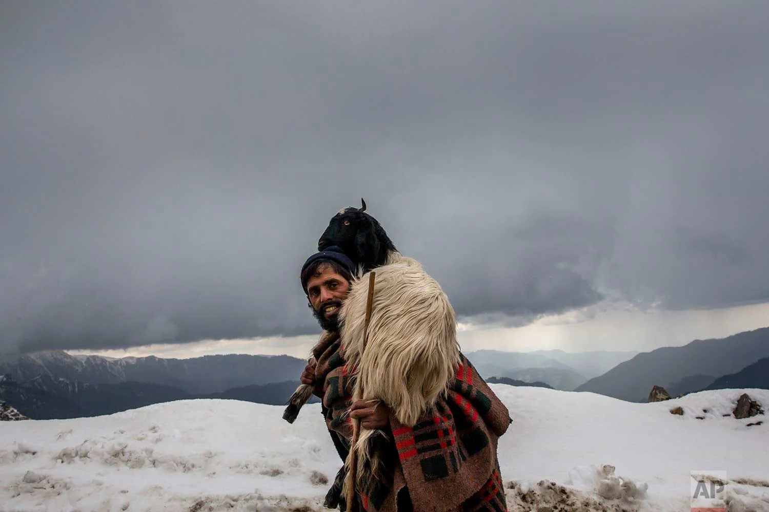 In this May 9, 2018, photo, Gul Khan, a Kashmiri nomadic Bakarwal man carries a tired goat on his shoulder as he leads a heard of sheep and goats at Peer Ki Gali, India, 80 kilometers (50 miles) south of Srinagar, Indian controlled Kashmir. (AP Photo/Dar Yasin)