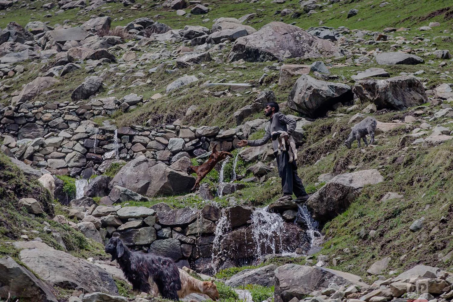 In this May 9, 2018, photo, a Kashmiri nomadic Bakarwal man carries a lamb as he tosses a baby goat to help them cross a waterfall near Dubgan, 70 kilometers (43 miles) south of Srinagar, Indian controlled Kashmir. (AP Photo/Dar Yasin)