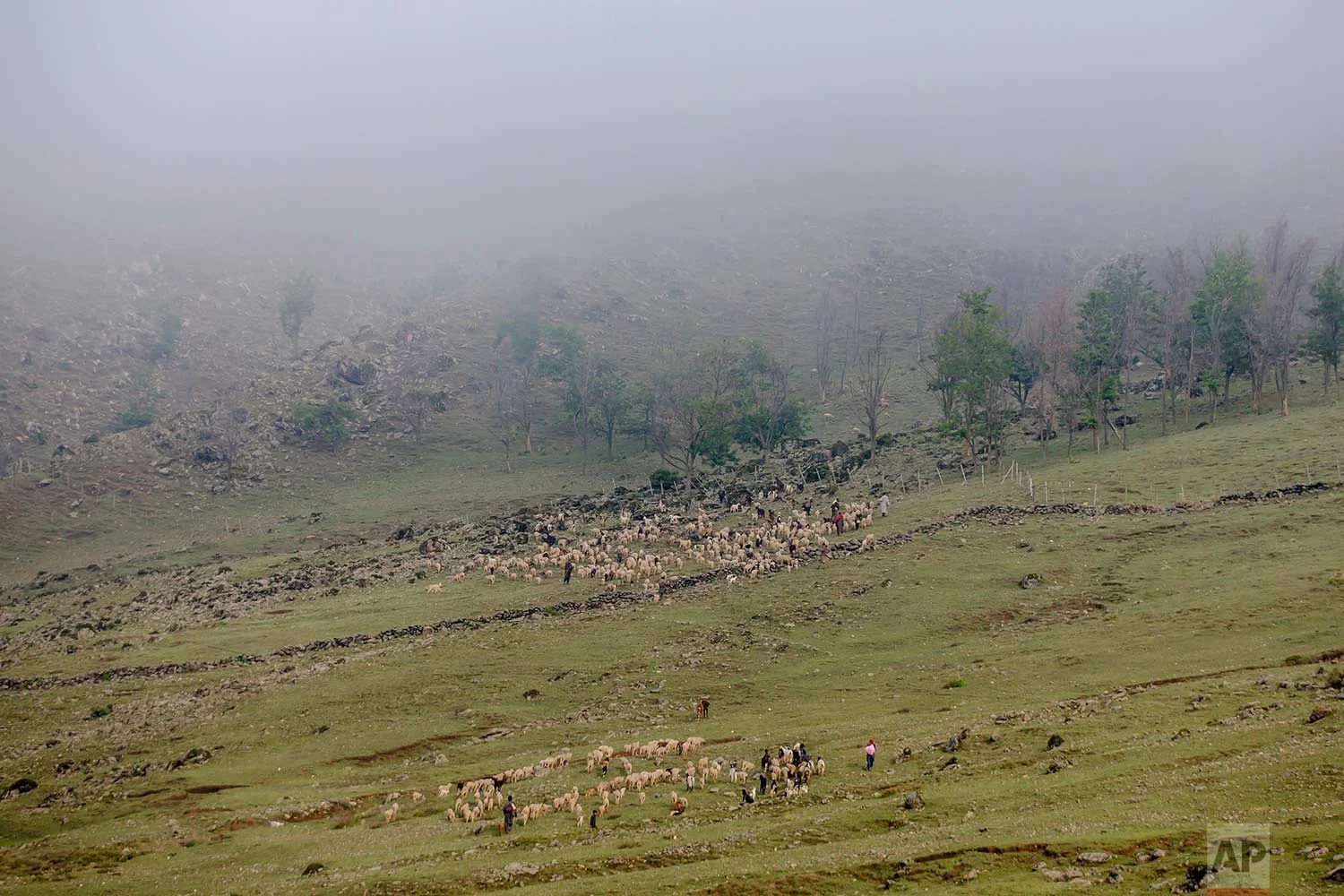 In this May 15, 2018 photo, Kashmiri nomadic Bakarwals lead the heard of sheep and goats at the base of a mountain pass on their way to Sonmarg, outskirts of Srinagar, Indian controlled Kashmir. (AP Photo/Dar Yasin)
