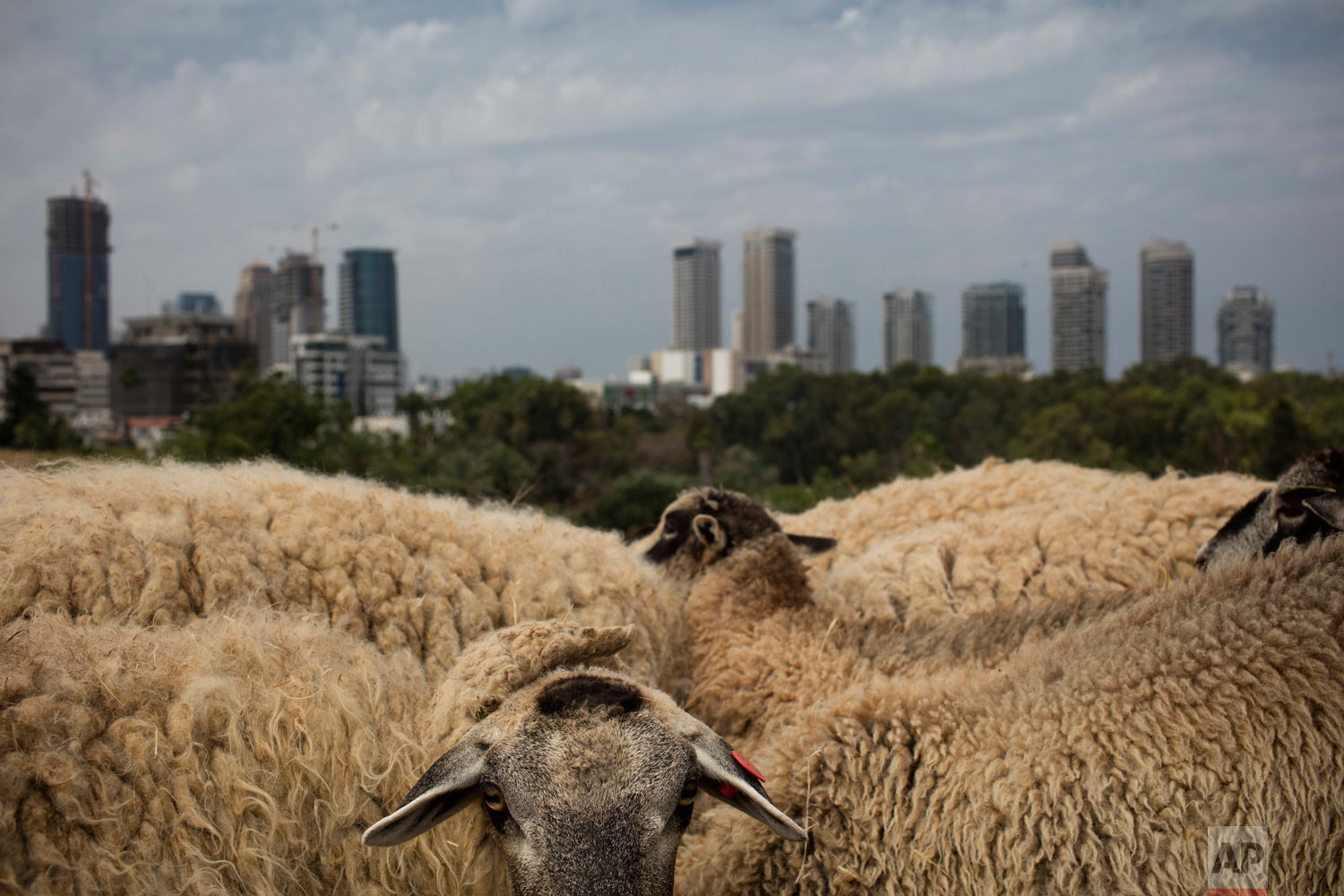 A small flock of sheep graze in a field overlooking Tel Aviv as part of a project to bring back the nature to the city like it use to be, in Tel Aviv, Israel, Monday, May 28, 2018. (AP Photo/Oded Balilty)