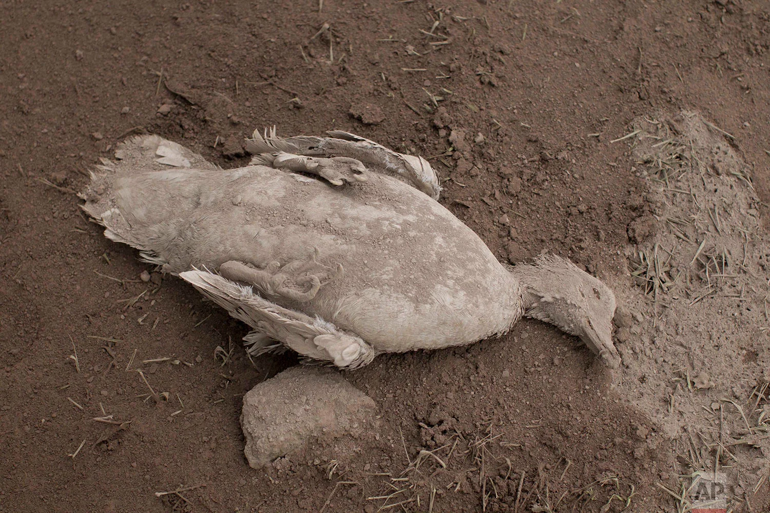 The carcass of a duck blanketed with heavy ash spewed by the Volcan de Fuego, or "Volcano of Fire," lies on the ground in Escuintla, Guatemala, Monday, June 4, 2018. (AP Photo/Luis Soto)
