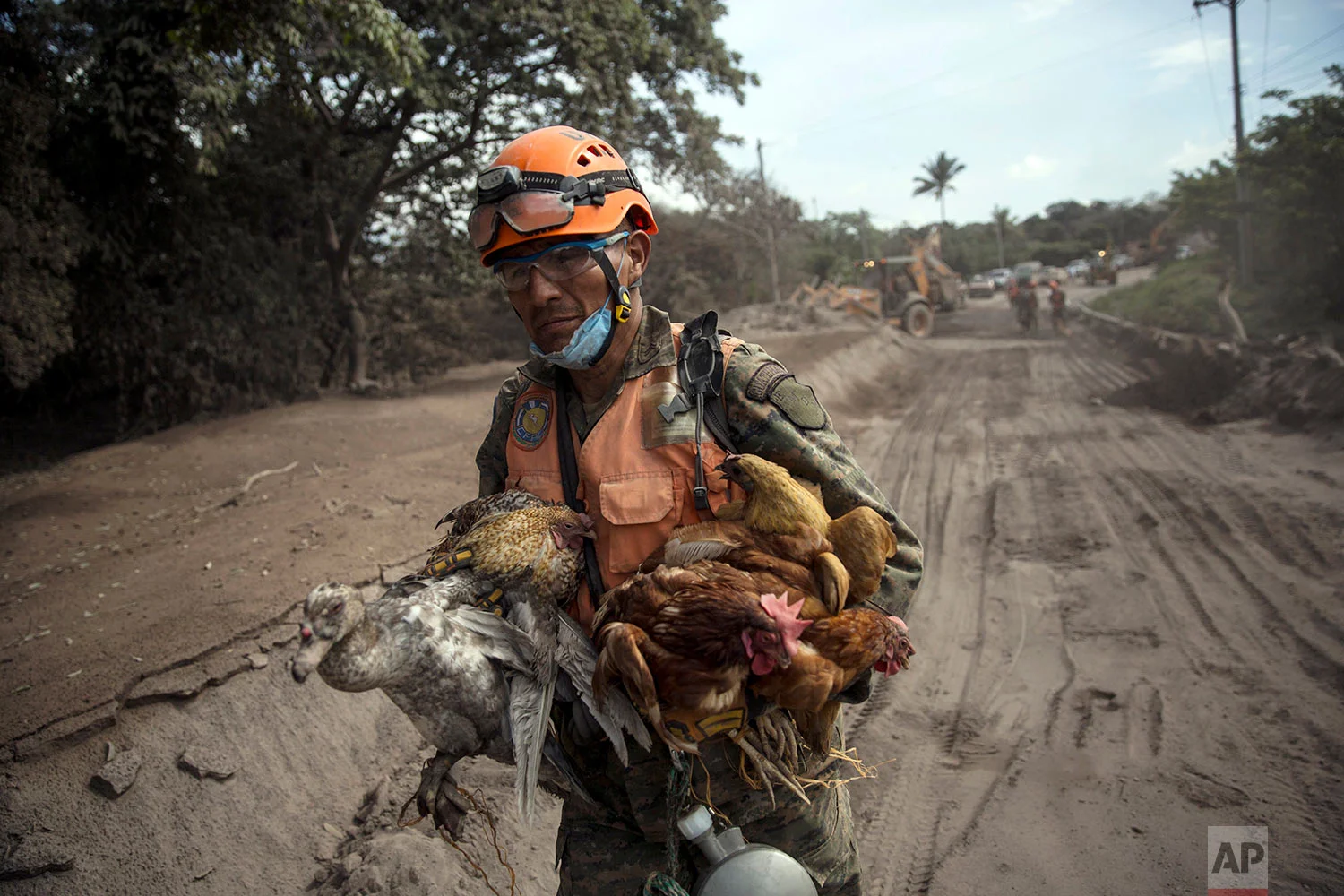 A rescue worker carries rescued animals from the destroyed houses due to the Volcan de Fuego, or "Volcano of Fire," in &nbsp;El Rodeo, Escuintla, Guatemala, Wednesday, June 6, 2018. (AP Photo/Rodrigo Abd) 