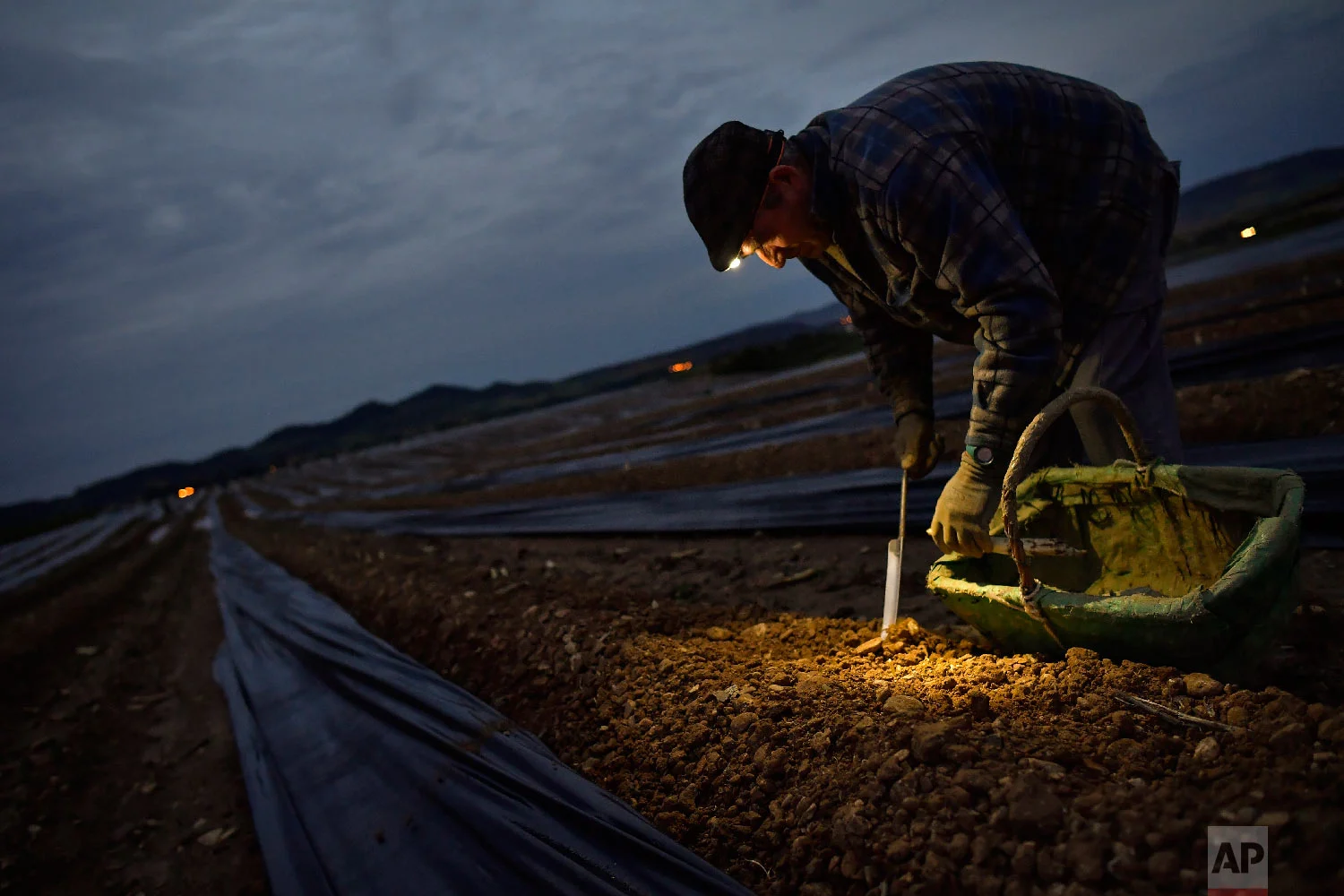 Blas, 53, a Spanish temporary worker, collects asparagus from the field using a lantern in Uterga, around 15 km (9 miles) from Pamplona, northern Spain on Saturday, June 2, 2018 (AP Photo/Alvaro Barrientos)