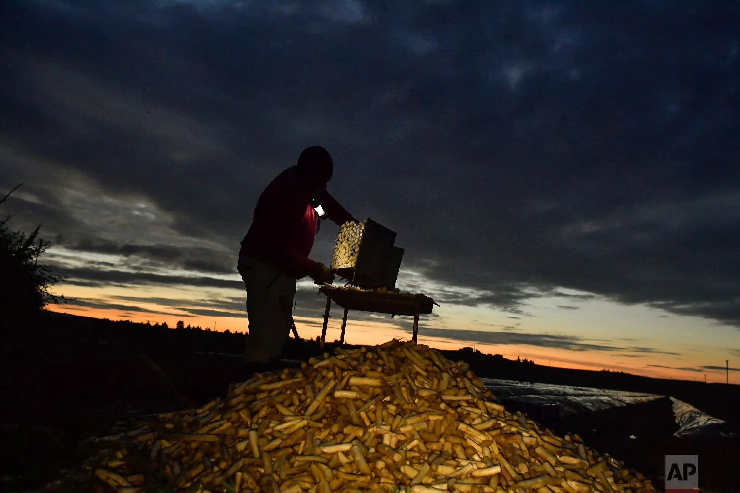 Temporary worker Evin, 25, from Cameroon, cleans white asparagus after collecting them from a field in Caparroso, around 85 km (52 miles) from Pamplona, northern Spain on Thursday, May 31, 2018. (AP Photo/Alvaro Barrientos)