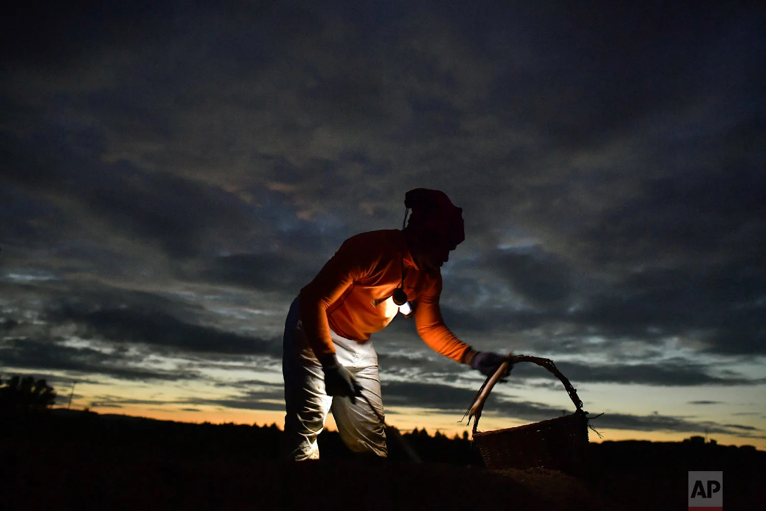 A temporary worker using a lantern, collects white asparagus from the field in Caparroso, around 85 km (52 miles) from Pamplona, northern Spain on Thursday, May 31, 2018. (AP Photo/Alvaro Barrientos)