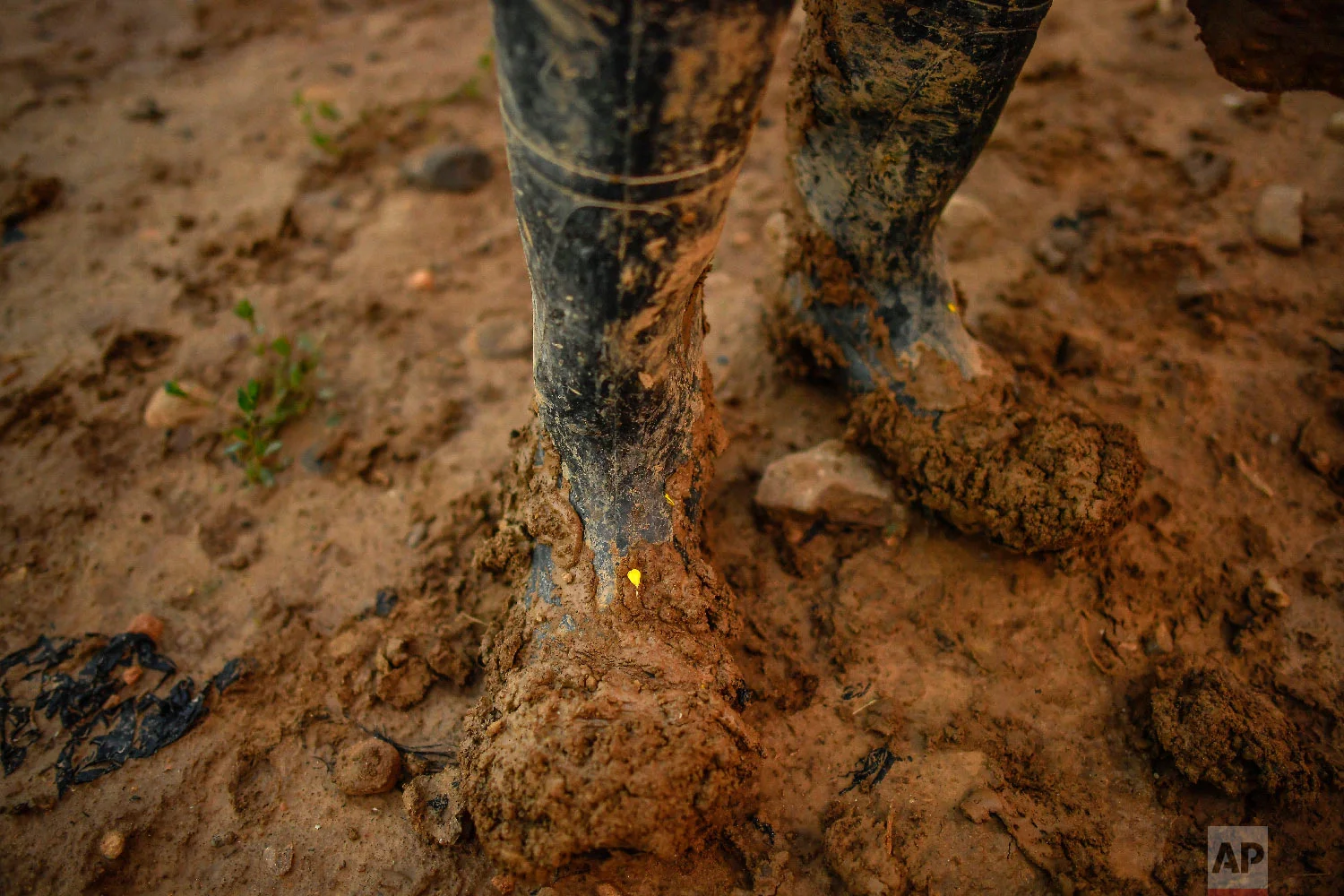 Temporary worker Evin, 25, from Cameroon, pauses on his job in his muddy boots, as he collects white asparagus from a field in Caparroso, around 85 km (52 miles) from Pamplona, northern Spain on Thursday, May 31, 2018 photo. (AP Photo/Alvaro Barrientos)